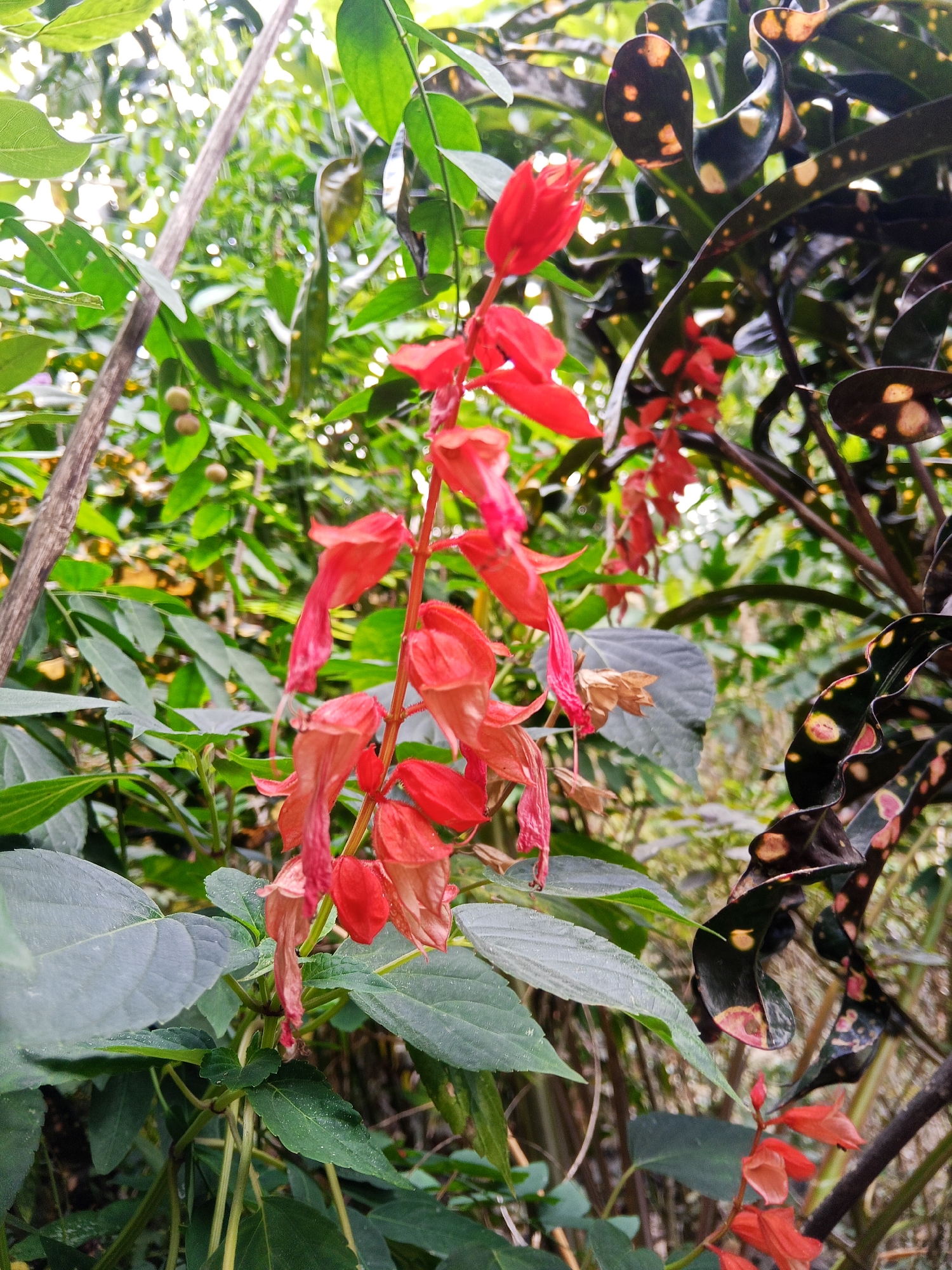The image is a close-up, slightly angled shot of red flowers on a plant, with green foliage surrounding them. In the background, other plants with dark leaves and yellow spots are visible. The lighting suggests it's daytime, possibly in a garden or natural setting. The scene is devoid of any people or animals. The image appears to have been taken in a lush, green environment, typical of tropical regions. The specific location in Makale, Indonesia, is not discernible from the visual information presented in the image.