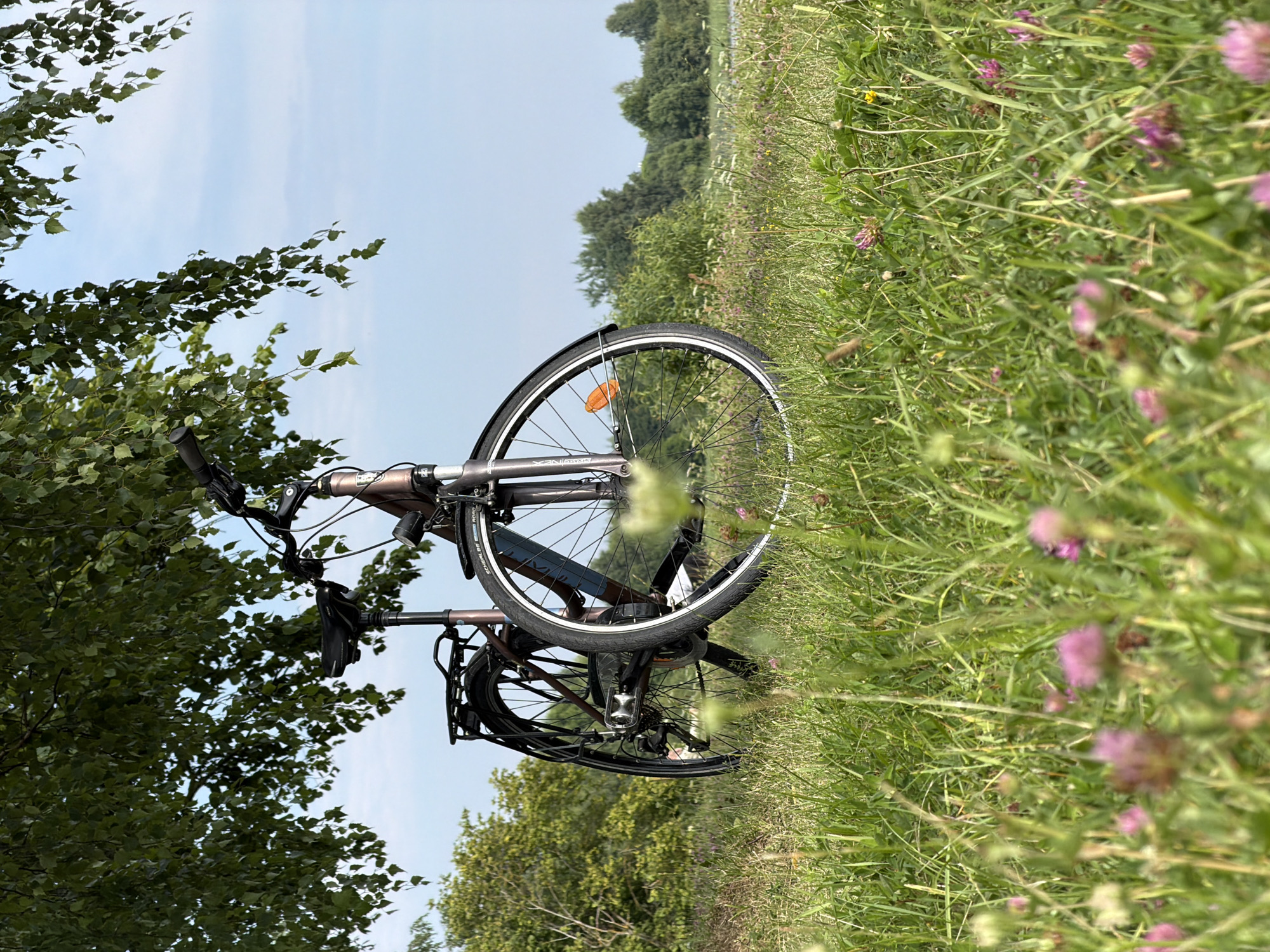 An outdoor, low-angle, medium shot captures a brown bicycle leaning against a tree in a grassy field. The bicycle is positioned centrally in the frame, with its front wheel turned slightly to the right. The front tire is a Schwalbe Road tire. A red reflector is visible on the spokes of the front wheel. The bicycle has a black seat and a rear rack. The scene is set under the dappled shade of a large tree with green leaves, the branches of which hang down into the upper portion of the frame. The background consists of a clear blue sky with a few wispy clouds, a dense line of green trees, and further in the distance, a body of water. The foreground is filled with green grass and scattered pink clover flowers, some of which are in sharp focus. The overall impression is of a peaceful, natural setting, likely in Saulkalne, Latvia, given the context. There are no people or animals visible in the image.