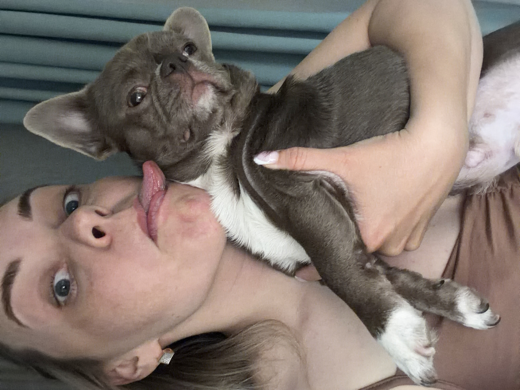 A woman is holding a grey and white French bulldog that is licking her face. The woman is light-skinned with blue eyes and brown hair, and is wearing a brown shirt. The dog is mostly grey with white markings on its chest and paws. The background is a light blue color.
The image was not taken in Votkinsk, Russia, nor does the image contain any information to deduce such.