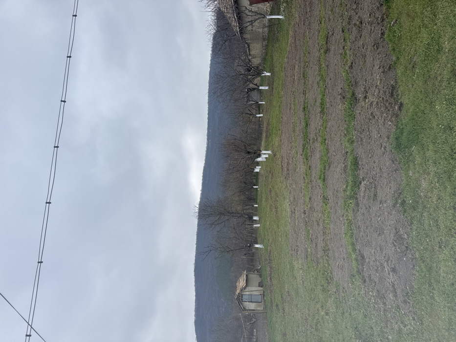 The scene depicts an outdoor environment in Stan, Bulgaria, under an overcast, light gray sky. No individuals are present, and no actions are observed. The foreground features a parcel of land characterized by exposed brown soil interspersed with patches of green grass. In the midground, an orchard of approximately ten deciduous trees with bare branches extends across the frame, their lower trunks uniformly painted white. To the left, a small, single-story utility building stands, constructed with light-colored walls and topped by a reddish-brown, sloped roof. To the far right, a section of a larger building is visible, featuring a similar reddish-brown tiled roof and a stone wall. The background consists of undulating hills or mountains densely covered in a mix of dark green and bare vegetation. At the top of the frame, two parallel utility wires with visible insulators are stretched across the sky.
