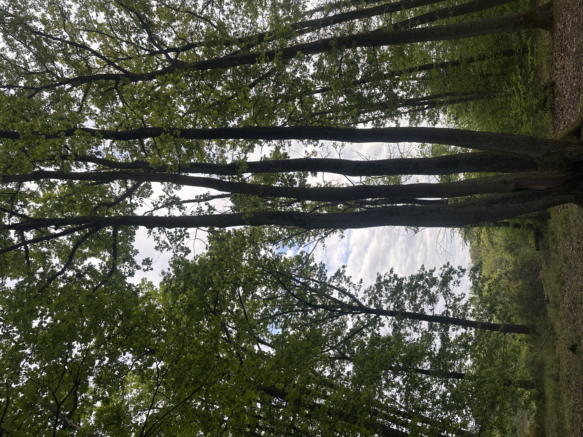 The image captures a view looking up through a dense canopy of deciduous trees, likely in a wooded area near Châtenay-Malabry, France. The trunks of the trees, predominantly brown and gray, stand vertically. The green leaves are abundant and partially obscure the view of the sky, which is visible in patches through the canopy, exhibiting a mix of light clouds. The environment appears to be naturally overgrown, with visible undergrowth and foliage adjacent to the trees. The ground is not directly visible, but the presence of leaf litter on the right side indicates a forest floor.