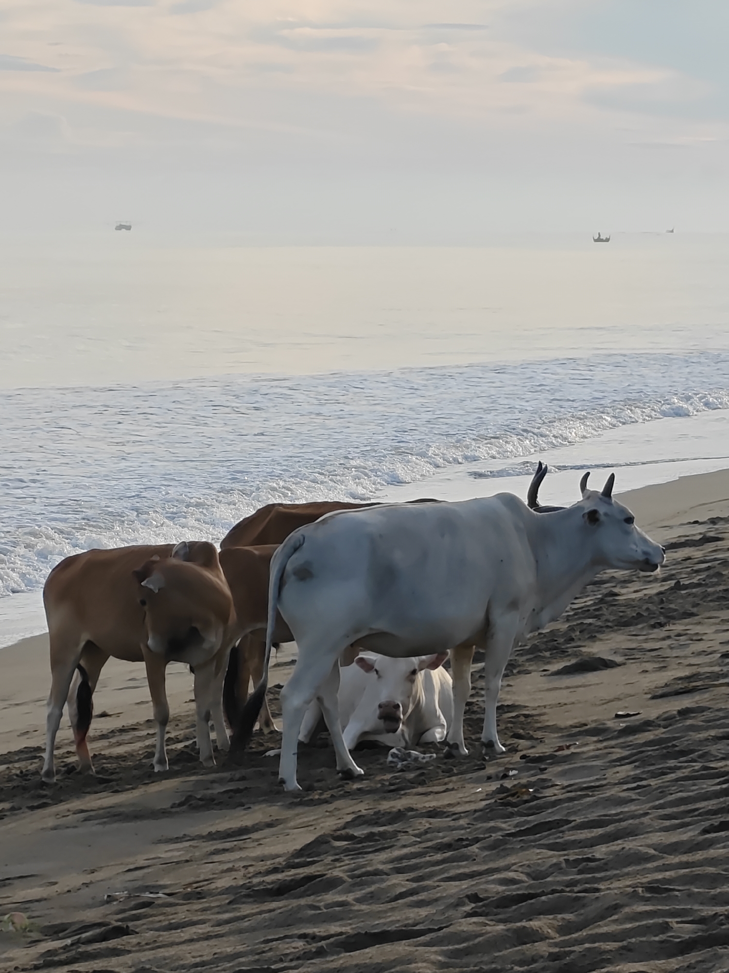 The image depicts a serene beach scene in Curehtunong, Indonesia, at what appears to be dawn or dusk, given the soft, diffused light. Several cows are present on the sandy shore, with the gentle waves of the ocean lapping at the edge of the beach.
In the foreground, a group of cows stands on the dark, textured sand. A predominantly white cow with black-tipped horns is positioned prominently in the center right, facing towards the right of the frame with its head slightly turned. To its left and slightly behind, another white cow is lying down, looking towards the viewer. Further to the left, a brown cow stands with its head lowered, partially obscuring another brown cow behind it. The legs and lower bodies of these animals are visible.
The beach itself is characterized by dark, rippled sand, suggesting it may be wet or recently receded by the tide. In the background, the ocean stretches out to the horizon, with a line of foamy white waves breaking on the shore. The water is calm and appears to have a pale, misty quality.
In the far distance, on the water, two faint, indistinct shapes of boats can be seen. One appears to be a larger vessel, while the other is a smaller, more traditional-looking boat. The sky above is overcast with soft, muted colors, blending into the haze of the sea. The overall atmosphere of the image is tranquil and natural, highlighting the unusual sight of cattle on a beach.