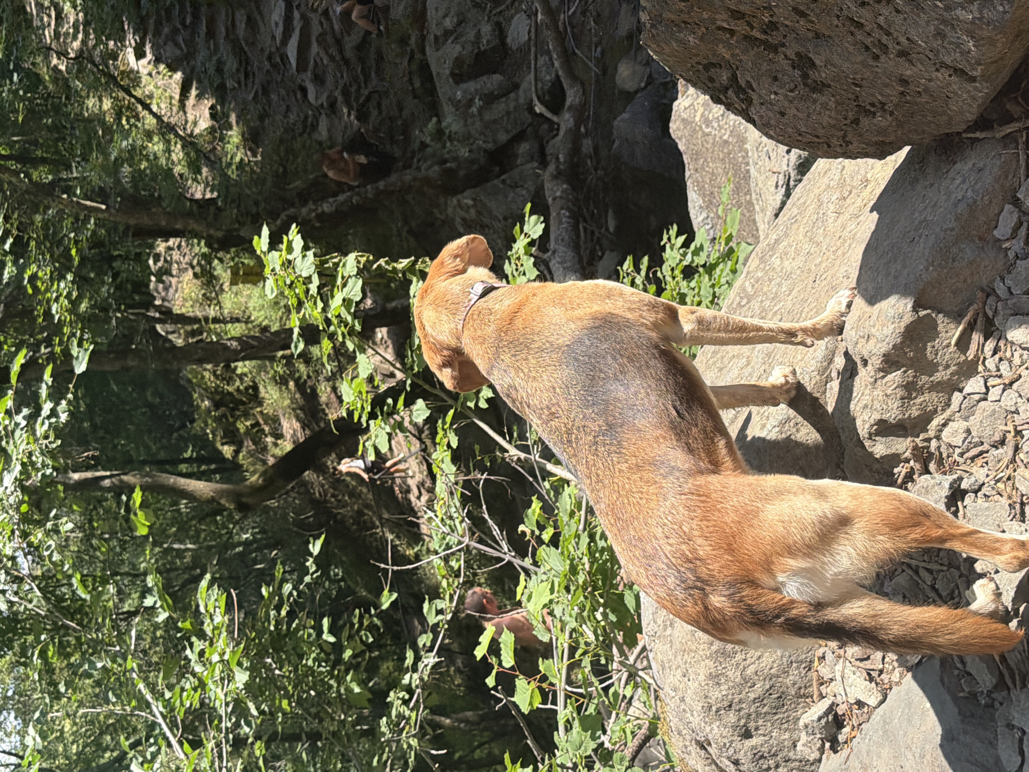 A medium-sized, tan-colored dog with a dark patch on its back stands on large rocks in a wooded area, facing away from the camera. The dog is looking towards a rocky incline where several people are visible. In the background, a narrow path winds up the incline, bordered by trees and lush green foliage. One person, partially obscured by branches, appears to be walking up the path. Further up the path, two more individuals are visible, one sitting on a rock and another standing. The environment suggests an outdoor recreational area, possibly a hiking trail or a natural park. The lighting indicates it is daytime, with sunlight filtering through the trees. The location is identified as Vitosha Mountain, Sofia, Bulgaria.