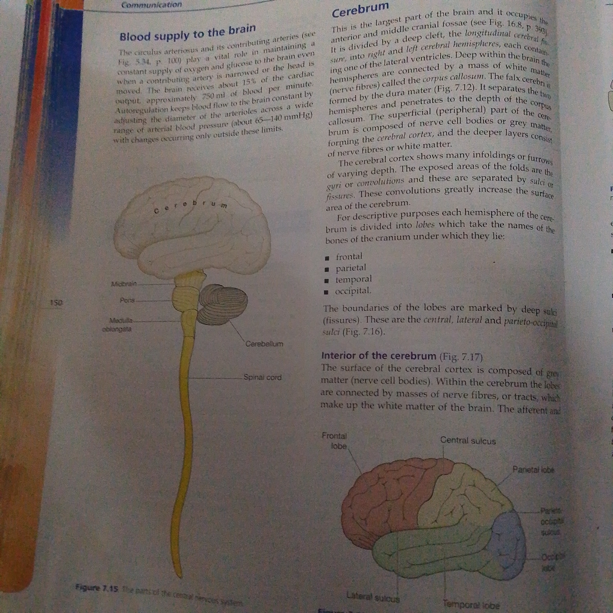 This media file is a page from a textbook about the human nervous system. The page features a large diagram of the brain, with labels pointing to different parts such as the cerebrum, cerebellum, midbrain, pons, and spinal cord. Adjacent to the diagram are two columns of text discussing the blood supply to the brain and the structure and lobes of the cerebrum.
The text describes the importance of the circulus arteriosus in maintaining a constant supply of oxygen and glucose to the brain, and details the function and composition of the cerebrum. It mentions the division of the cerebrum into hemispheres and lobes (frontal, parietal, temporal, and occipital) and the role of sulci and fissures in increasing the brain's surface area. The text also briefly touches upon the interior of the cerebrum, distinguishing between grey matter (nerve cell bodies) and white matter (nerve fibers).
Visible text includes headings like "Communication," "Blood supply to the brain," and "Cerebrum." Specific labels on the diagram include "Cerebrum," "Cerebellum," "Spinal cord," "Midbrain," "Pons," "Medulla oblongata," "Frontal lobe," "Central sulcus," "Lateral sulcus," "Temporal lobe," and "Parietal lobe." There is also a figure caption: "Figure 7.15. The parts of the central nervous system." The page number "150" is visible on the left side.
The image appears to be a scan or photograph of a textbook page, likely in a classroom or study setting. There are no people visible in the media file. The lighting suggests it was captured indoors, possibly with a flash, as there are some bright areas and shadows. The overall context is educational, focusing on anatomical and physiological aspects of the human brain.