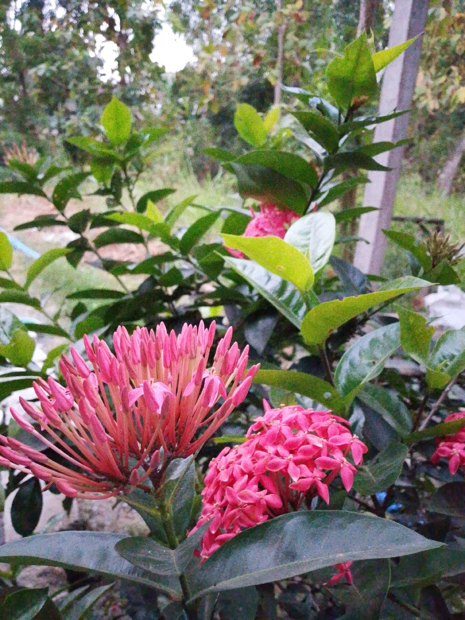 This is a close-up photograph of a plant with vibrant pink flowers and dark green leaves. The flowers are clustered together, with some appearing to be in bud and others fully bloomed. The plant is outdoors, with a blurred background of trees and vegetation, suggesting a natural or garden setting. The lighting is soft, indicating it might be overcast or early morning/late evening. The image does not contain any people or specific identifiable landmarks. The location of Sugio, Indonesia is not visually evident from the photograph itself.