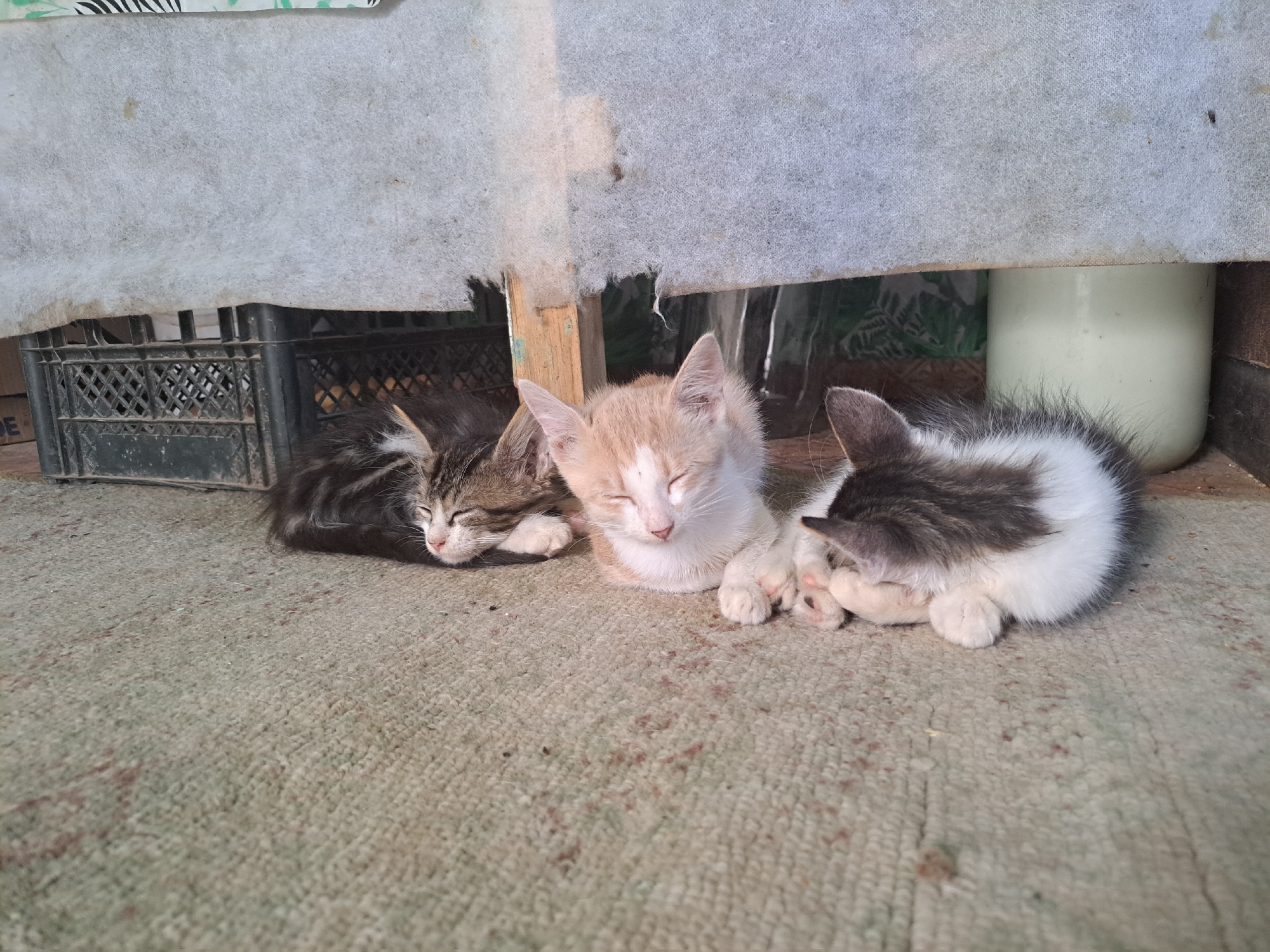 Three kittens are sleeping on a textured carpeted surface. The kitten on the left has tabby markings and is curled up. The kitten in the middle is a light orange and white color, with its front paws extended. The kitten on the right is white and gray, with its head tucked into its paws. The background shows a black plastic crate, a wooden plank, and a white container. The scene appears to be in an outdoor or semi-outdoor sheltered area, possibly in Vypasne, Ukraine.