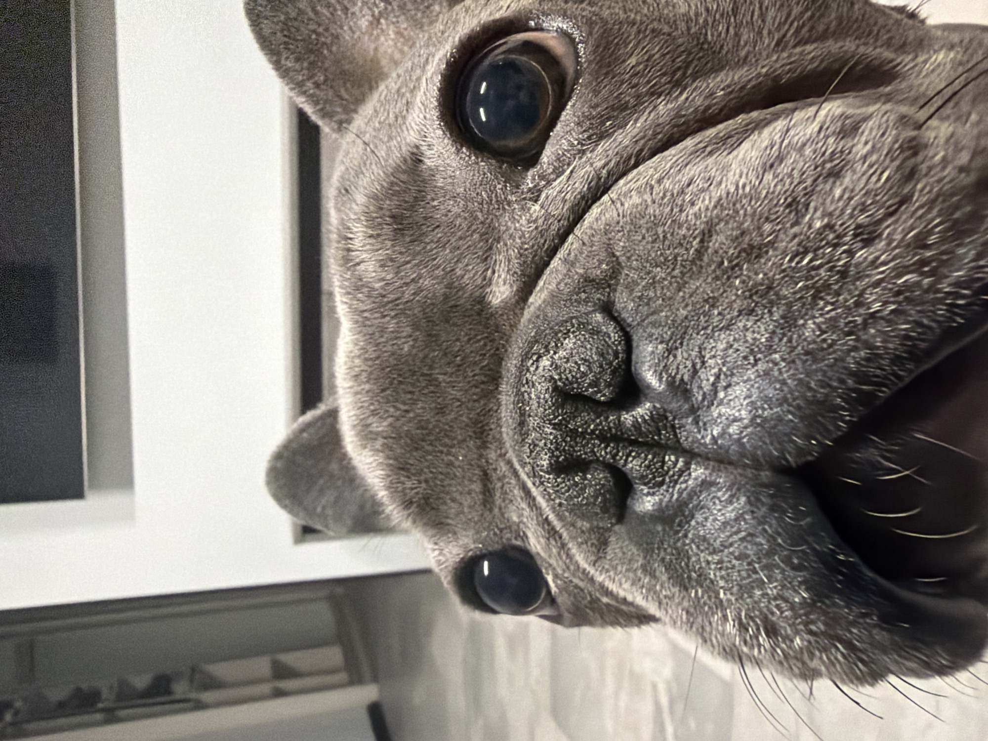 A close-up, low-angle shot focuses on the face of a grey French Bulldog. The dog's large, dark eyes are prominent, reflecting light. Its wrinkled snout and open mouth with visible whiskers are central to the composition. The background is blurred, showing a hint of a white wall, possibly a fireplace or television mounted on it, and a glimpse of a grey tiled floor. The setting appears to be indoors, in a modern residential environment. The image does not provide any information about the city of Ruse, Bulgaria, or any specific location within it.