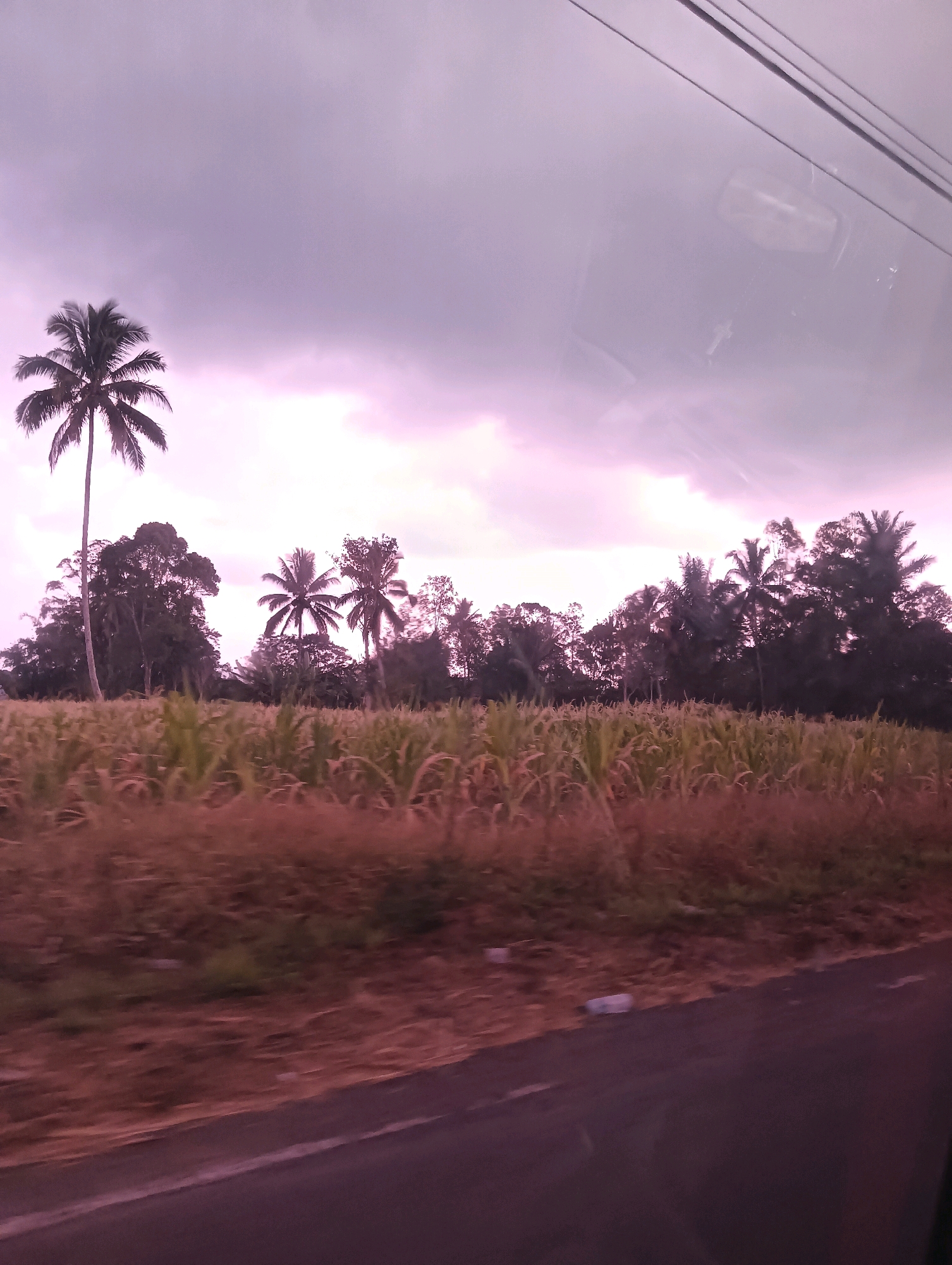 This is a landscape photograph taken from a moving vehicle, likely at dusk or dawn due to the purple and pink hues in the sky. The foreground consists of a dark, asphalt road. Behind the road, there is a field of tall, dry grass, possibly indicative of a sugarcane or corn field, with some green stalks visible in the distance. Further back, a line of trees forms a dense backdrop, punctuated by several palm trees, including one tall, slender palm tree on the left side of the frame. The sky is overcast with dramatic, textured clouds, which are illuminated with soft purples and pinks. The image appears to be taken from within a vehicle, as indicated by the reflection of a rearview mirror and wires or cables visible in the upper right portion of the image. The overall impression is a rural or semi-rural setting in Tomohon, Indonesia, characterized by agricultural land and tropical vegetation under a moody sky.