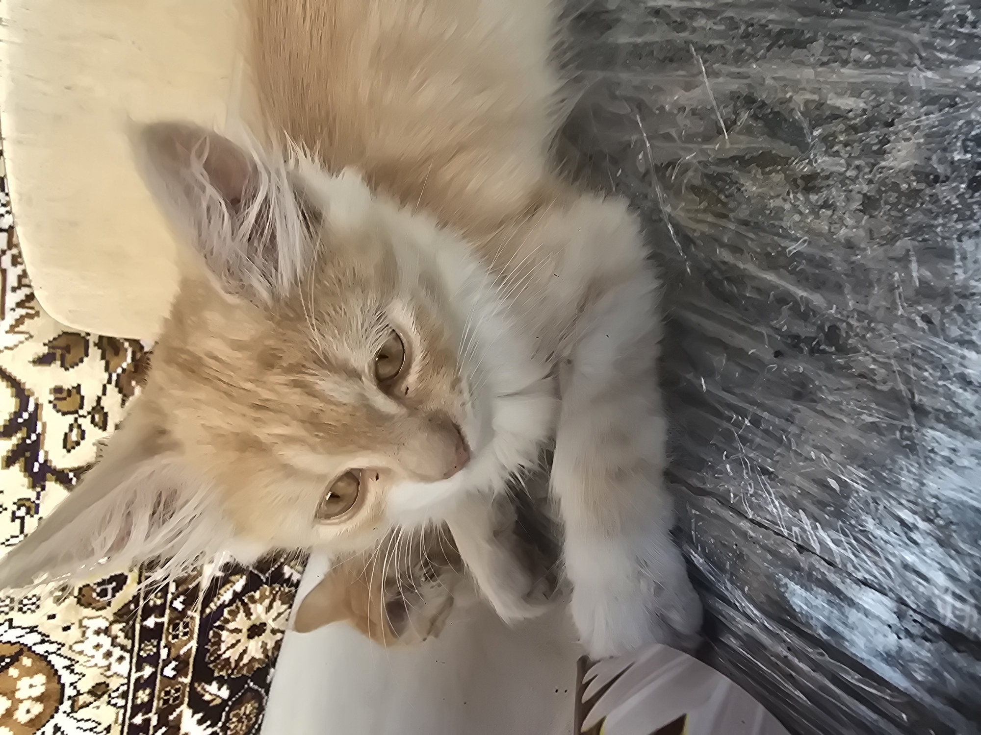A close-up, vertical, medium shot captures two ginger and white kittens resting on a surface covered with clear plastic wrap. The kitten in the foreground is lying on its side, facing left, with its paws tucked beneath its chest. Its fur is predominantly ginger with white markings on its chest and chin. The kitten's eyes are open and amber in color, and it has large, pointed ears. The second kitten, mostly obscured, is lying behind and to the left of the first, with only its head and upper body visible. It also appears to be ginger and white. The background features a decorative rug with intricate brown and beige patterns. The overall environment appears to be indoors, possibly a home. The lighting is soft and natural, highlighting the kittens' fur. There is no specific information available to determine the location within Dnipro, Ukraine, or the exact context of the scene.