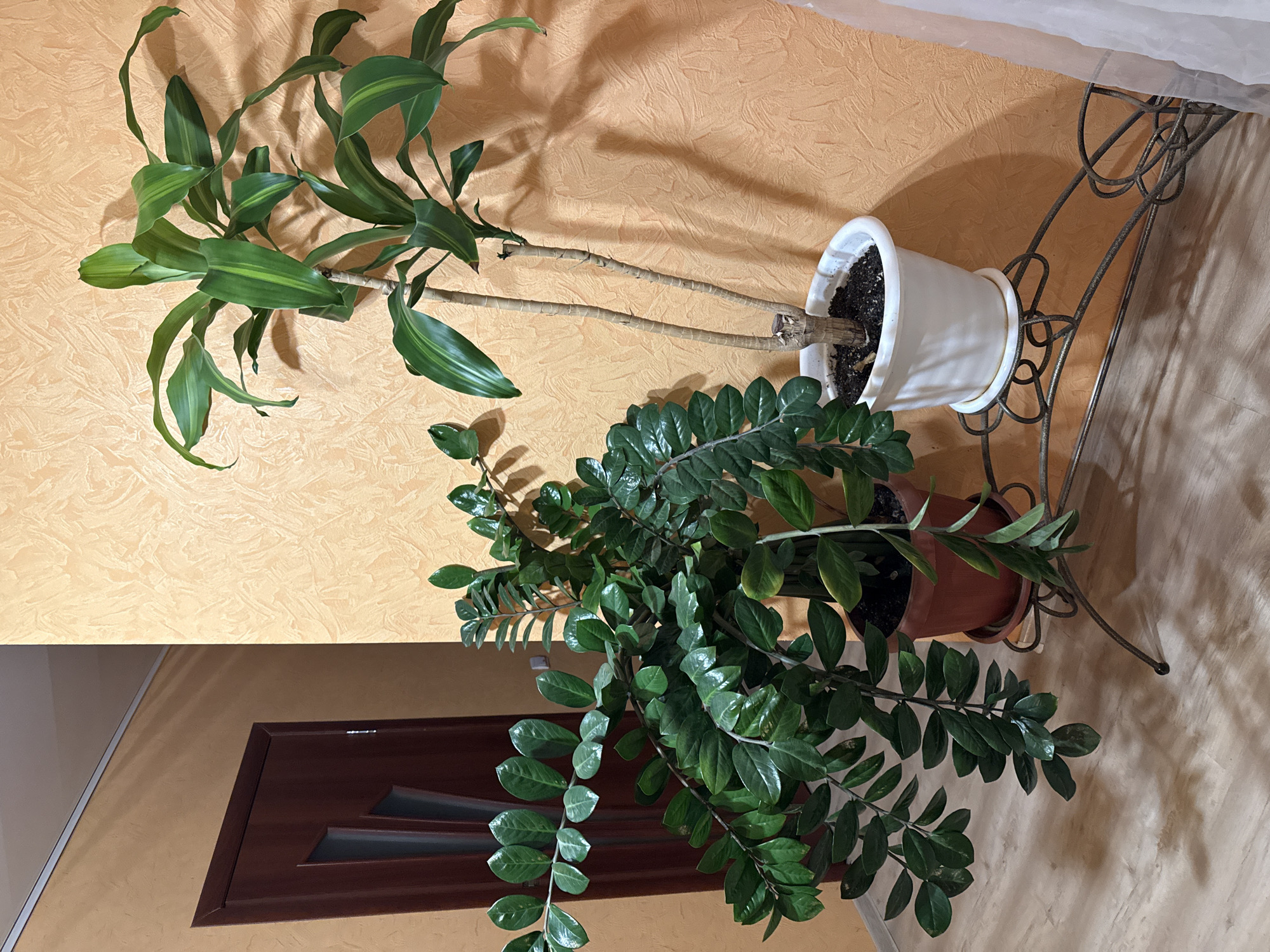 This image captures an indoor scene featuring two potted plants on a decorative stand against a textured wall.
The main subjects are two distinct types of houseplants. The upper plant, housed in a white pot, is a Dracaena-like species with long, arching, strap-shaped leaves that are green with lighter green variegation. Its woody stems are visible, extending from the soil. The lower plant, in a brown pot, is a Zamioculcas zamiifolia (ZZ plant), characterized by numerous dark green, glossy, oval-shaped leaves arranged along its robust stems.
Both plant pots are placed on a dark, ornate metal plant stand featuring decorative scrollwork. The background wall is covered with a light orange or beige textured wallpaper, on which shadows of the plants and stand are clearly cast, indicating a light source, likely from the front or side. In the lower left of the frame, a portion of a dark brown wooden door with geometric paneling is visible. A translucent white curtain or fabric is also partially seen along the top right edge.
No activity or event is taking place; the image is a static snapshot of an interior arrangement. The strong shadows suggest a bright time of day, possibly with natural light. The setting is an indoor space, likely a home in Krapivka, Russia. No people or visible text are present.