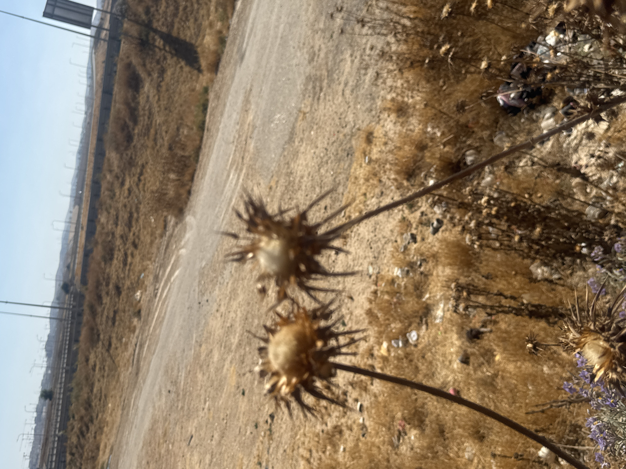 This media file captures an outdoor scene in the Bnei Shimon Regional Council, Israel. The image is oriented vertically, focusing on dry, autumnal vegetation and a dusty path or road. In the foreground, two dried thistles with spiky seed heads are prominent, their brown and tan colors blending with the surroundings. Behind them, the landscape consists of dry, golden-brown grass and scattered debris, including what appears to be litter such as plastic bottles and wrappers, suggesting a somewhat neglected area.
Further in the background, a road or path curves through the dry terrain. To the left of the scene, a linear infrastructure is visible, possibly a highway or railway line, with utility poles or pylons stretching into the distance. The sky is a clear, pale blue, indicating daytime, likely a sunny day given the overall brightness and the dry nature of the vegetation. The overall impression is one of a rural or semi-arid environment during a dry season. There is no discernible activity or event taking place; the image appears to be a still life of the landscape. No people are visible, and there is no visible text within the frame.
