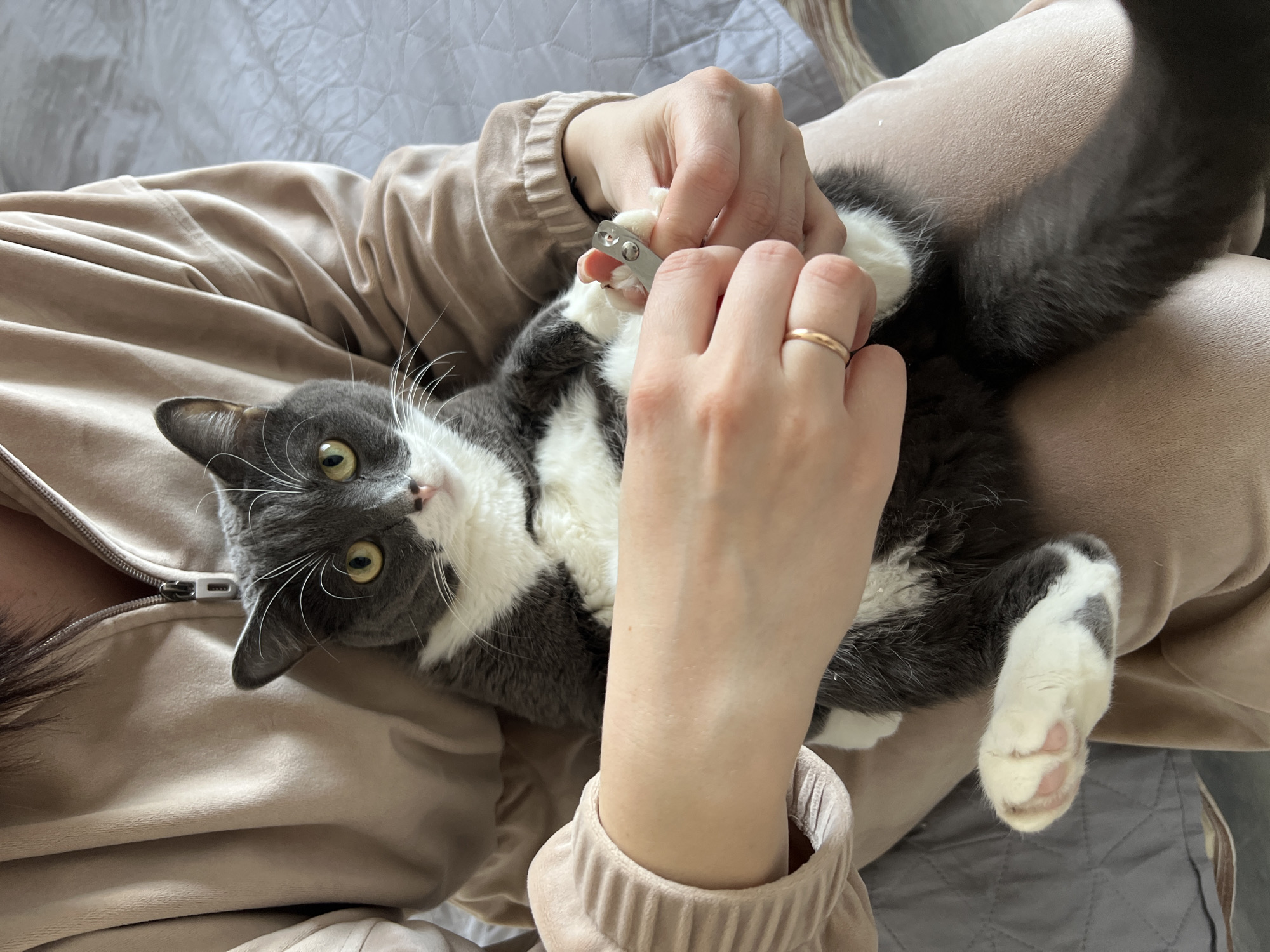 A person is cutting the nails of a gray and white cat while the cat lies on their lap. The person is wearing a light brown zippered jacket and light brown pants. They are using silver nail clippers on the cat's white paws. The cat has yellow eyes and white whiskers. The scene is indoors and the bedspread is gray. The location is unknown and not indicated in the image; it is NOT Tyumen, Russia.