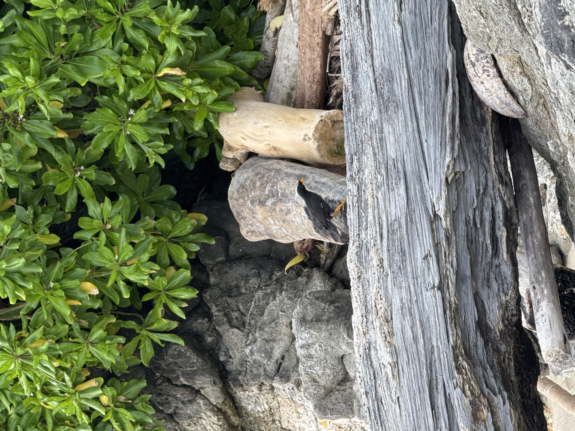 A black bird with yellow feet and a yellow beak stands on a piece of driftwood in front of large rocks and green foliage. The scene is likely a beach in Patong, Thailand, given the presence of driftwood and rocky shore.