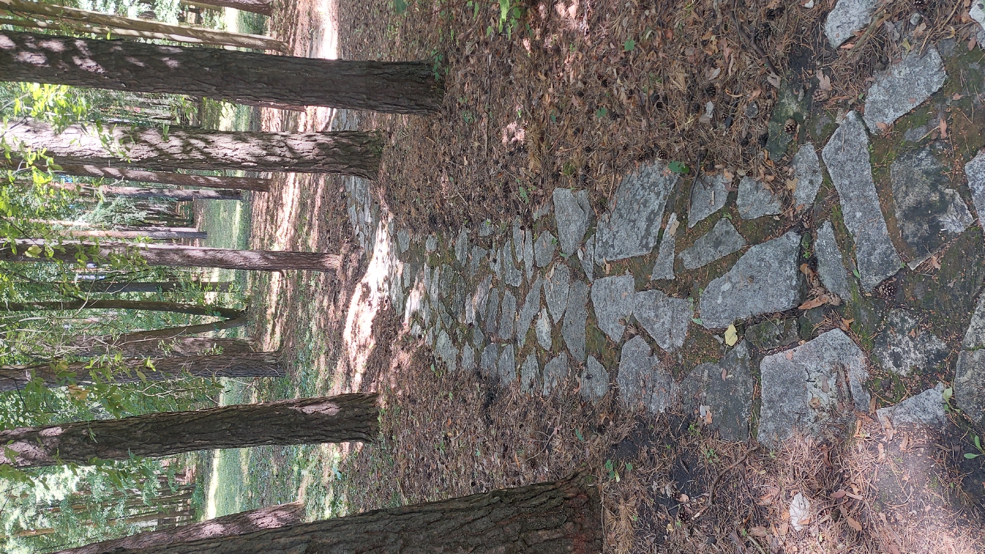 The image shows a stone-paved path winding through a forest with tall, thin trees. The path is made of irregularly shaped, flat stones with moss and dirt in between. The ground on either side of the path is covered with pine needles, leaves, and small branches. Sunlight filters through the trees, creating dappled shadows on the path and the forest floor. The scene appears to be a natural, unmanicured area, possibly a park or a walking trail. There are no people or animals visible in the image. The environment is predominantly green and brown, with the gray of the stones providing contrast. The image is a vertical, eye-level shot looking down the path. The location is identified as Potashnaya Polyana, Russia.