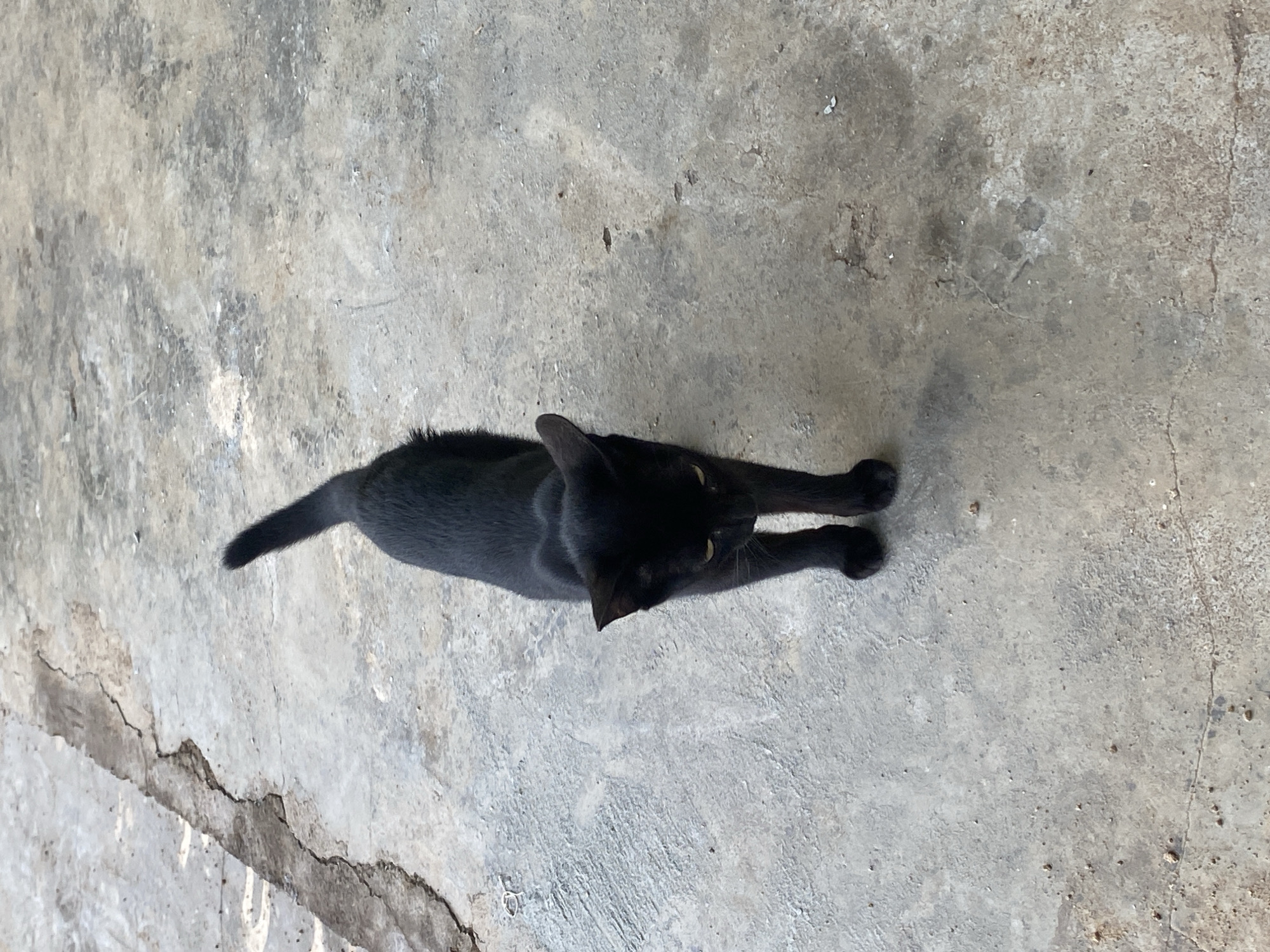 A black cat lies stretched out on a cracked concrete surface. The cat is viewed from above, with its body extending horizontally across the frame. The concrete is light gray with patches of darker gray and brown, showing wear and age. The location is Riyom, Nigeria.
