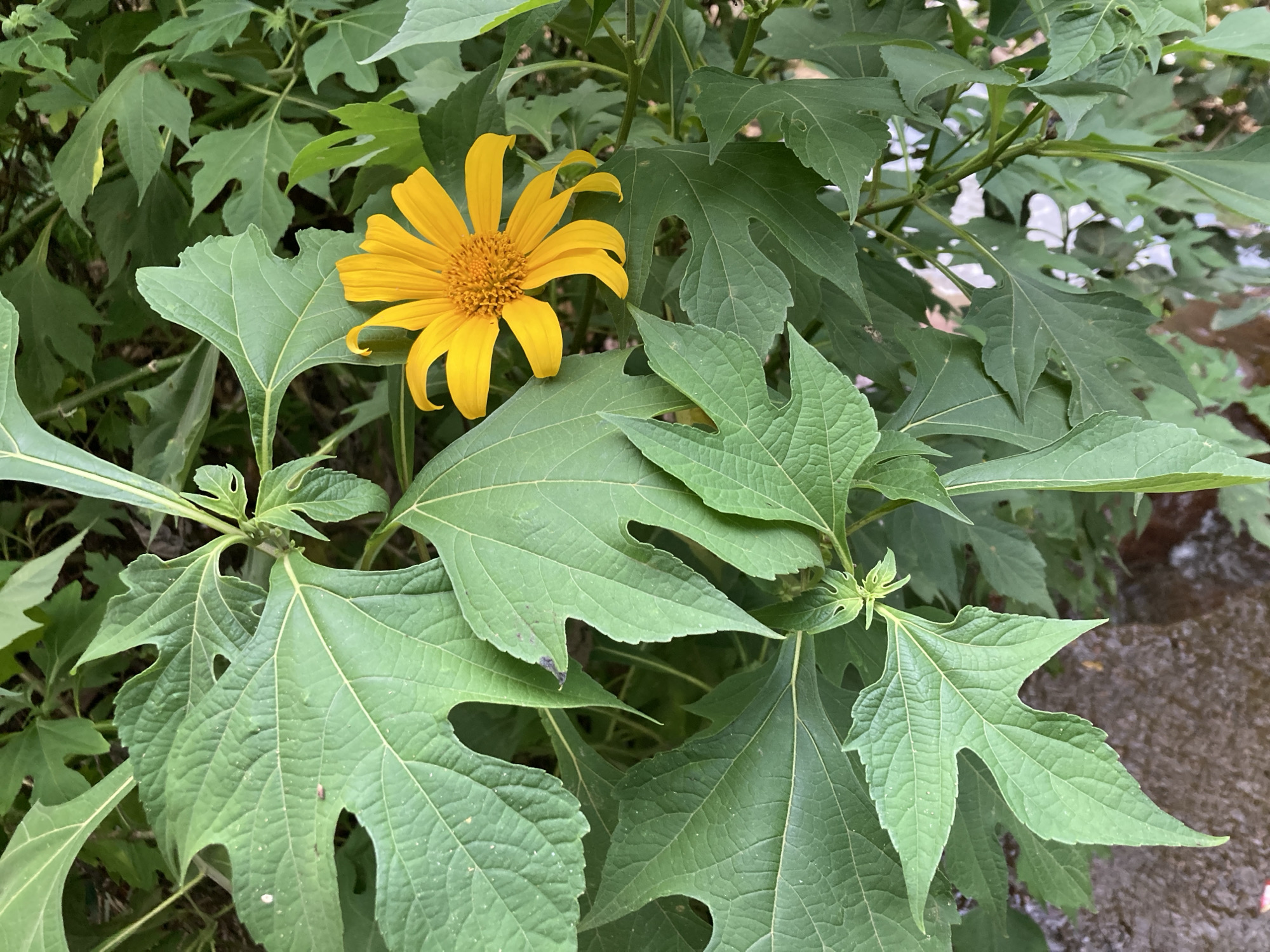 The image depicts a close-up view of a vibrant yellow flower with numerous petals and a detailed center, surrounded by large, green, lobed leaves. The foliage is lush, with some leaves exhibiting a slightly textured surface and prominent veins. The background is a blur of green foliage and a hint of brown, suggesting a natural outdoor setting. The overall scene appears to be a detail of a plant in a garden or natural area. The provided metadata does not specify a location in Jos, Nigeria, or any other specific geographical context.