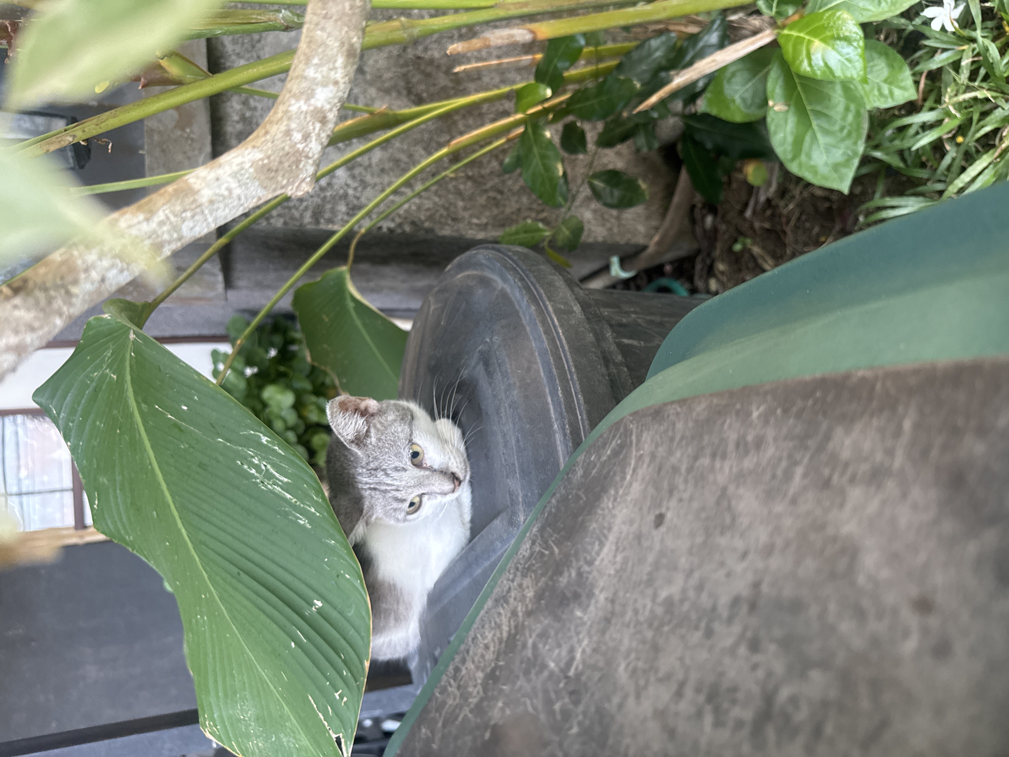In Kuta Selatan, Indonesia, a grey and white cat rests on a large black trash bin, partially obscured by a large green leaf. The cat's body is mostly white with grey tabby markings on its head and back. It has yellow eyes and is looking downwards. The trash bin is situated outdoors in a garden area with lush green foliage and a concrete wall in the background. A thick, textured branch with white speckles hangs overhead, casting shadows. The ground is covered in dirt and dry leaves, with some green grass and a small white flower visible in the lower right corner. The lighting suggests it is daytime.