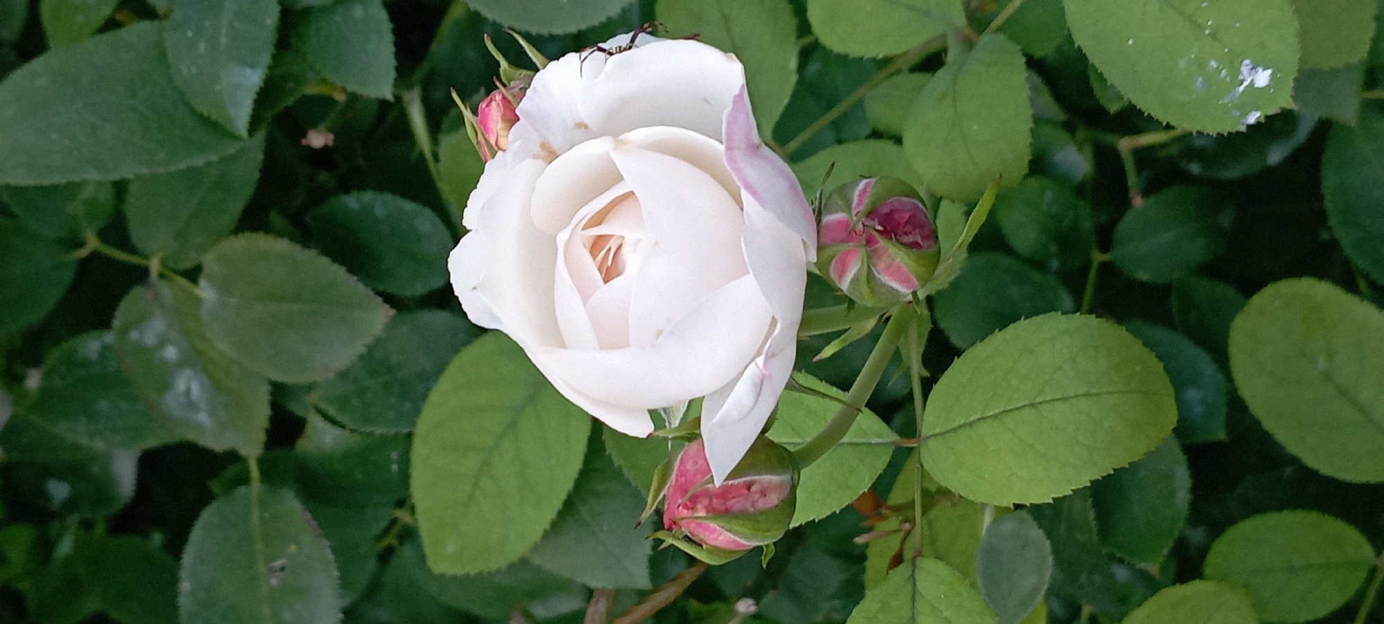 This is a close-up, vertical, eye-level shot of a white rose in full bloom, surrounded by green foliage. The rose is the primary subject, its petals unfurling in soft, creamy white, with hints of pink blush on the outer edges. The center of the bloom reveals a delicate swirl of lighter hues. Three rosebuds are visible: two are clustered near the bottom left of the main bloom, and a smaller one is tucked behind the upper right side of the rose. These buds are a vibrant pinkish-red with green sepals. The background consists of out-of-focus, deep green rose leaves, some appearing glossy, others with a matte finish. The lighting appears soft and natural, suggesting an outdoor setting. The image does not contain any indications of location within Radisne, Ukraine, or any people or actions.