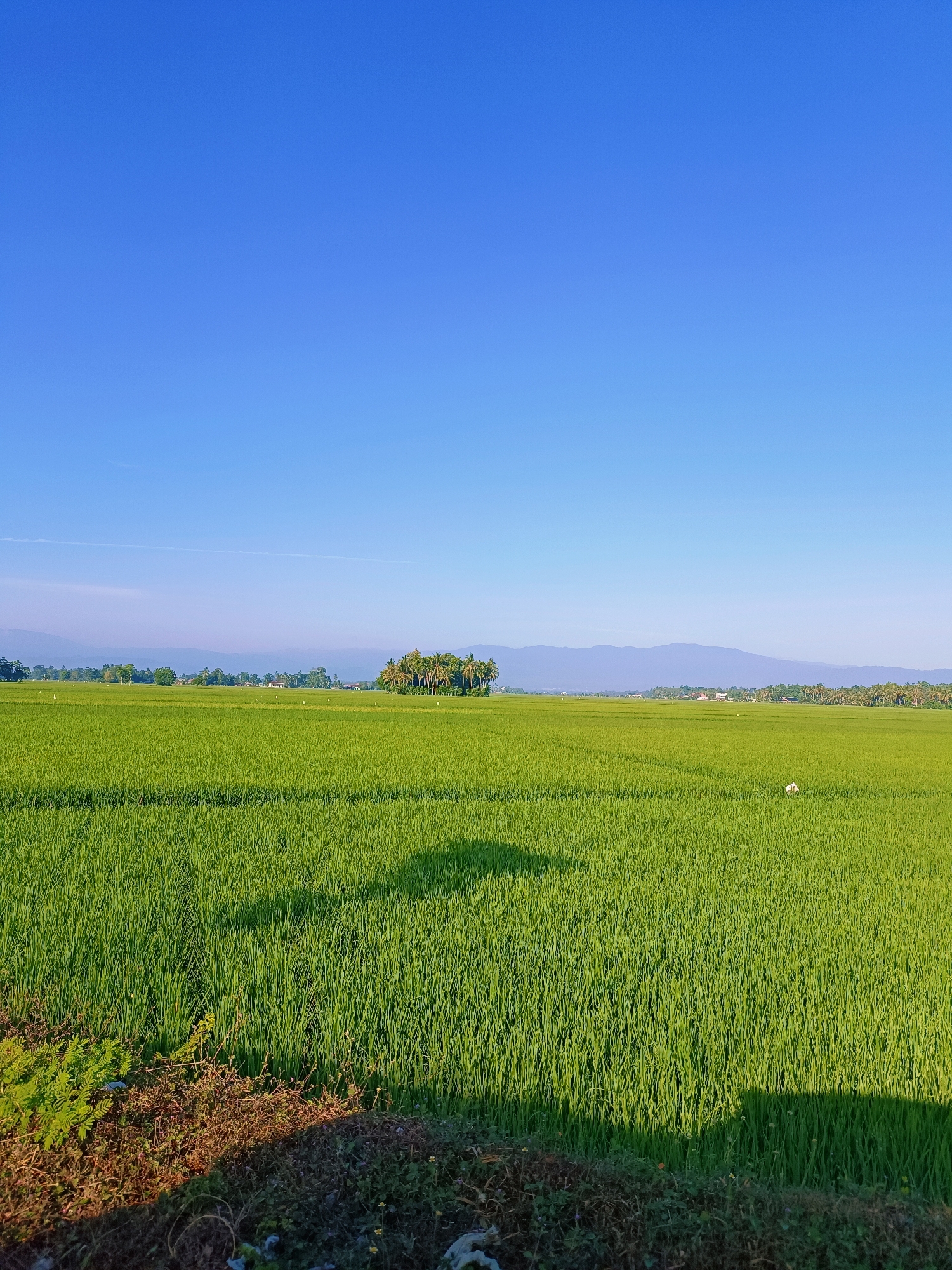 A wide, lush green rice paddy stretches across the foreground and midground of the image. The rice stalks are vibrant and uniform, indicating a healthy crop. A subtle shadow, likely cast by an unseen object or person, falls across the lower left portion of the paddy. In the distance, a cluster of palm trees stands out against the horizon, with a range of hazy blue mountains forming the backdrop. The sky above is a clear, expansive, and bright azure, with a faint white contrail streaking horizontally across it. The scene depicts a rural landscape in the city of Blang Lilue, Indonesia, likely during daylight hours under a cloudless sky.