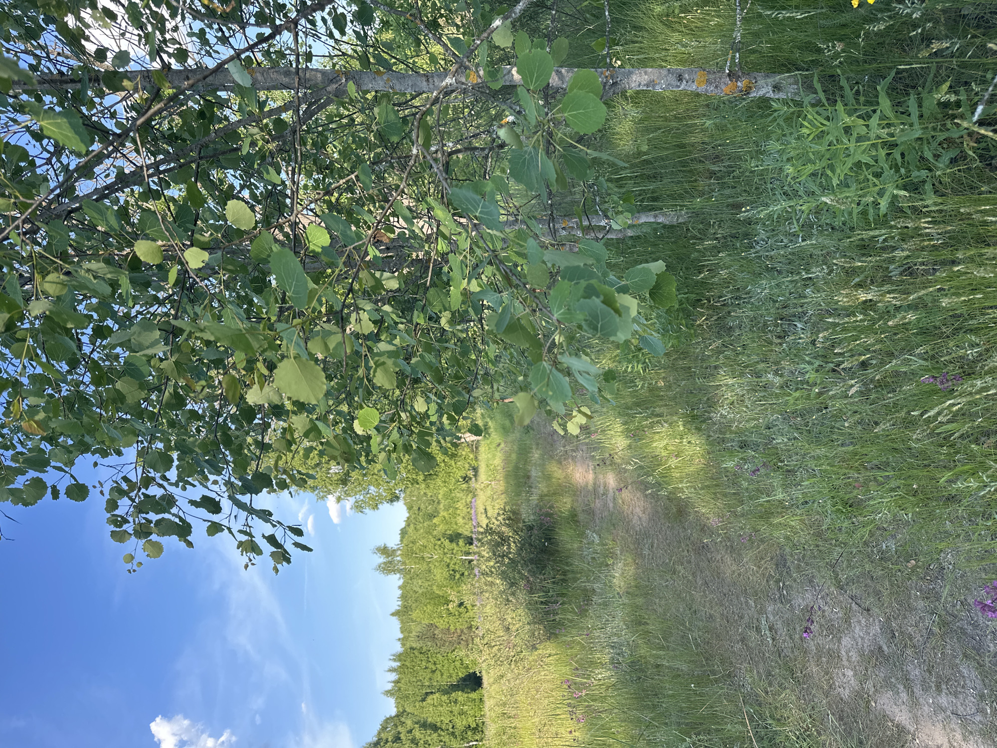 The image depicts a sunlit, outdoor scene with a narrow dirt path winding through tall green grass and vegetation. Trees with grey bark and green leaves flank the right side of the path, with their branches and foliage extending into the frame. In the background, a dense line of trees forms a distant forest under a bright blue sky with scattered white clouds. The overall environment suggests a rural or park-like setting, possibly a nature trail or a clearing within a wooded area. The lighting indicates it is daytime, likely late afternoon or early morning given the warm, soft light. There are no people or animals visible in the image. The scene is serene and natural, with no man-made structures or urban elements present, making it difficult to pinpoint a specific location within the city of Vladimir, Russia, without further contextual information.