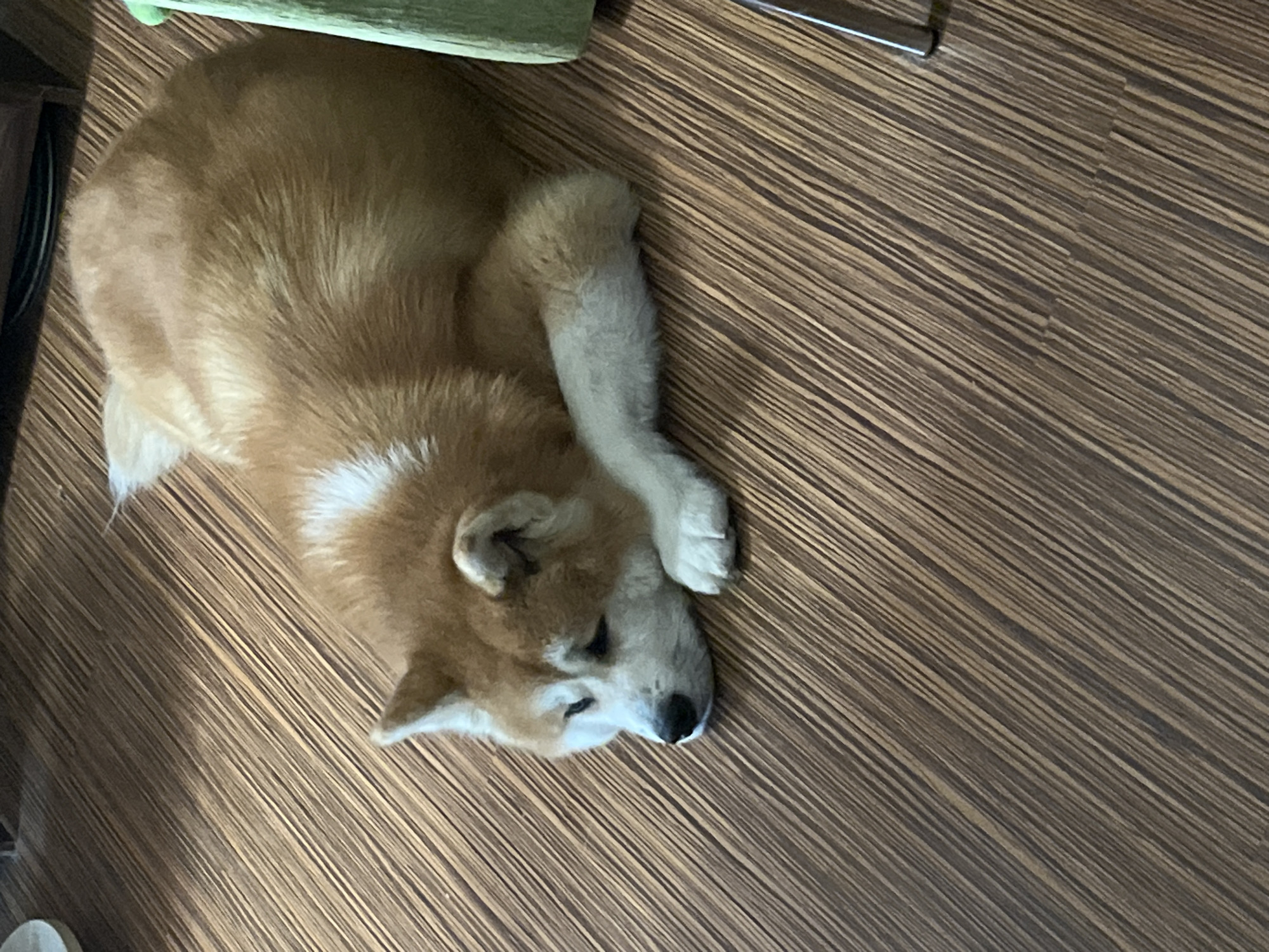The image captures a light brown and white dog, likely a Shiba Inu or a similar breed, peacefully resting on a wooden floor. The dog is curled on its left side, with its head turned slightly and one front paw partially covering its face, suggesting it is either sleeping or deeply relaxed. Its eyes appear closed.
The floor is made of wood with a prominent linear grain pattern, running diagonally from the top left to the bottom right of the frame. In the upper left corner, a section of a green object or piece of furniture is visible, providing a slight color contrast. To the left of the dog, near its body, a dark, possibly circular object is partially visible, which could be a pet bowl or part of an unseen piece of furniture.
The overall atmosphere of the scene is calm and comfortable. The setting is indoors, with no specific time of day or weather conditions discernible from the lighting, which appears to be ambient indoor light. There is no visible text in the image. This quiet moment takes place within an indoor environment in Minsk, Belarus.