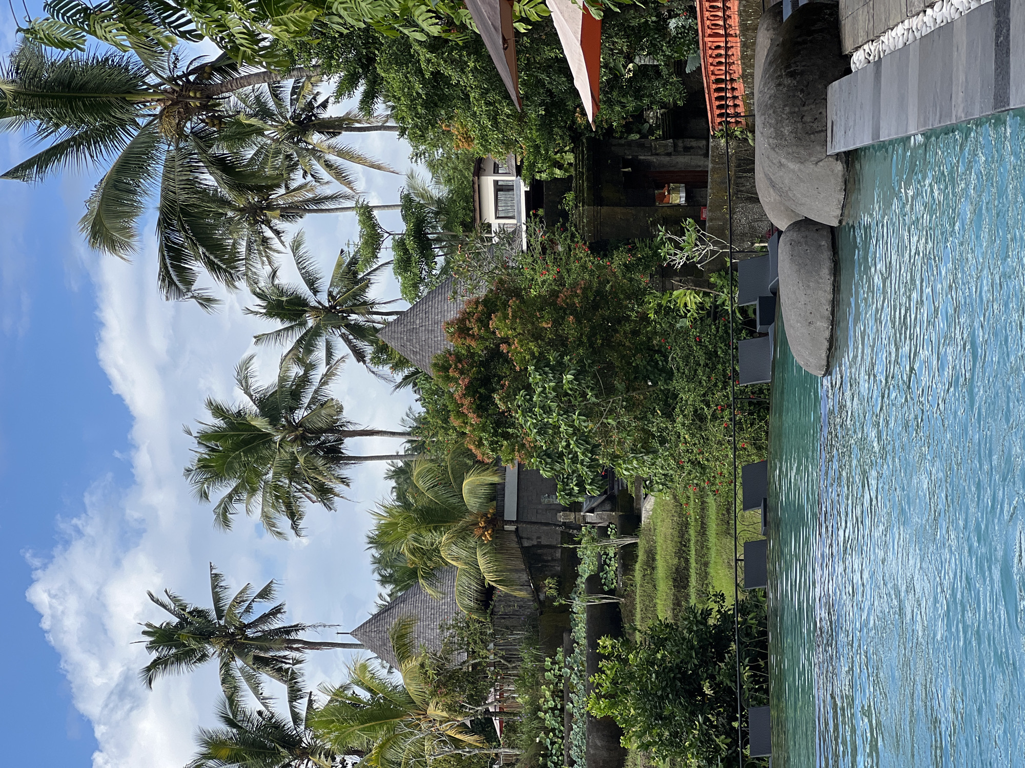 This vibrant, tropical scene captures a serene resort environment, likely in Ubud, Indonesia, under a clear blue sky dotted with fluffy white clouds. The image is dominated by tall, verdant palm trees, many laden with coconuts, their fronds reaching towards the bright daylight, suggesting mid-morning or early afternoon.
To the right, a sparkling blue swimming pool stretches across the foreground, its surface rippling gently and reflecting the sky. Large, smooth, grey-brown stones of varying sizes are placed strategically along the pool's edge, possibly for decoration or as part of a naturalistic design. A sleek, grey tiled edge frames the pool.
Beyond the pool and its immediate surroundings, the landscape is a rich tapestry of lush tropical vegetation. Dense bushes and trees, displaying various shades of green and interspersed with patches of red flowers, create a vibrant backdrop. Nestled amongst this greenery are several buildings exhibiting traditional Balinese architectural elements, including distinctive dark, possibly thatched or shingled roofs. One particular structure features a white facade with dark-framed windows, contrasting with the natural tones.
A manicured grassy area, possibly a lawn or rice paddy, is visible behind a black metal fence near the pool, further enhancing the tranquil and cultivated atmosphere. On the far left, a warm, terracotta-colored railing or fence adds a touch of earthy color to the verdant scene. No people are visible, emphasizing the peaceful and undisturbed nature of this tropical paradise. The overall impression is one of relaxation, natural beauty, and an inviting vacation destination.