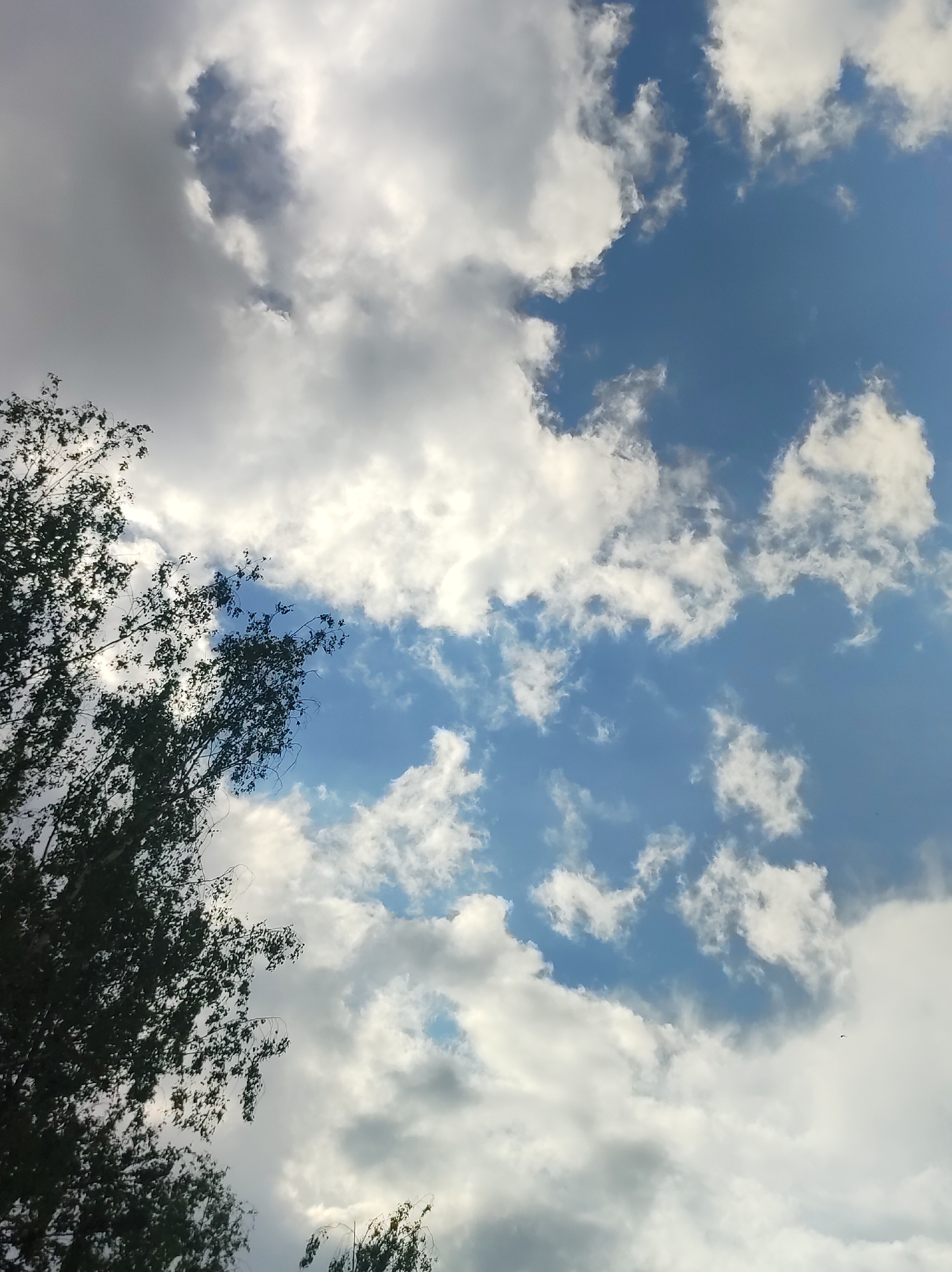 The image shows a view looking up at a sky with scattered clouds and silhouetted tree branches in the foreground. The clouds are a mix of white and gray, with patches of blue sky visible between them. The tree branches are dark and leafy, suggesting it is a warm season. The scene appears to be outdoors, likely in a park or a natural area within a city. There are no people or any specific structures that would indicate its exact location within Chaikovsky, Russia. The overall impression is one of a partially cloudy day.
