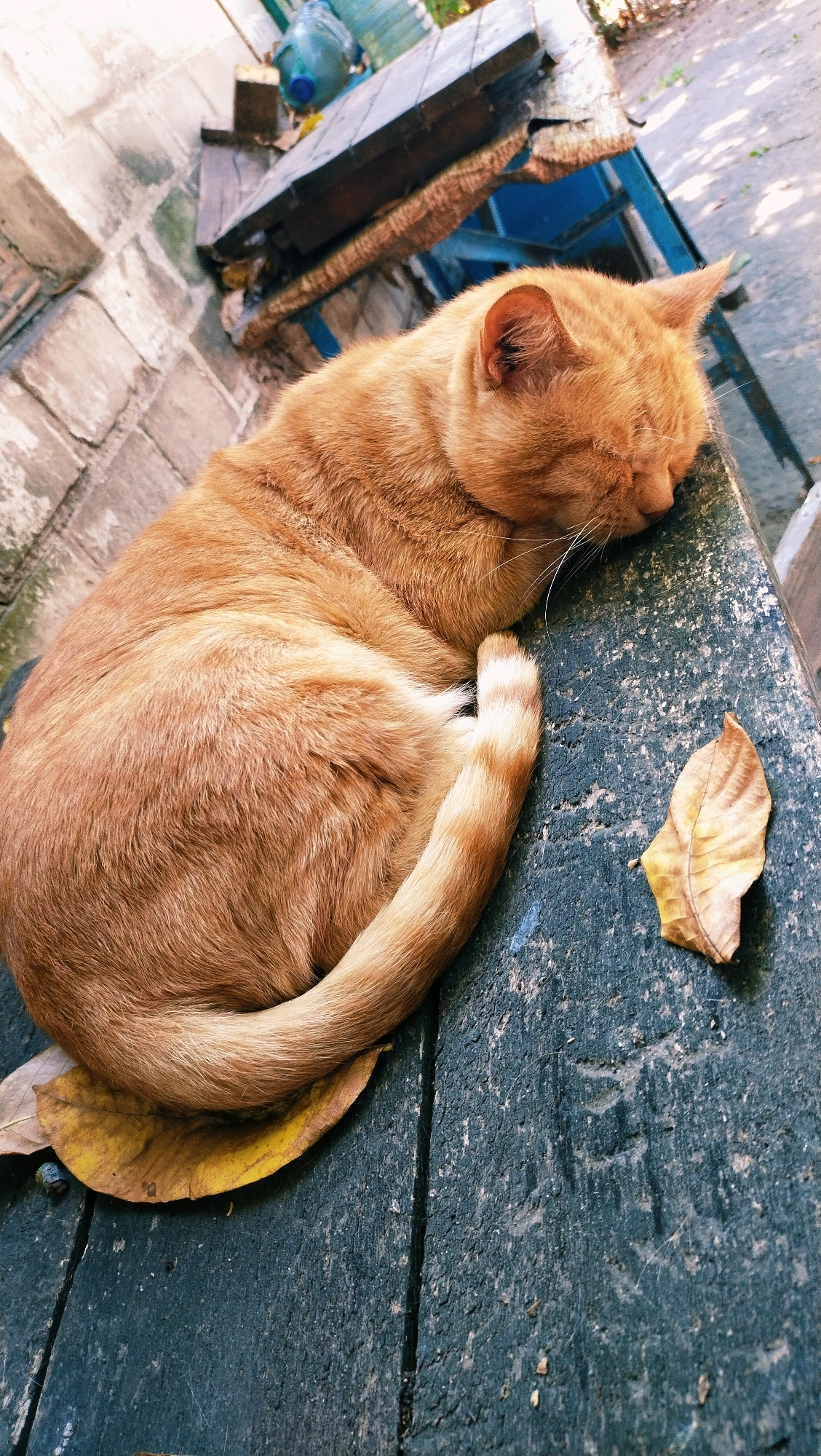 An orange tabby cat is curled up asleep on a weathered wooden surface, possibly a table or bench. The cat's eyes are closed, and its head is resting on its paws. Its tail is wrapped around its body. Two dry, fallen leaves are visible on the wooden surface, one beneath the cat and another to its right. The background shows a brick wall on the left and some discarded items, including a blue plastic container and wooden planks, suggesting an outdoor, possibly neglected, area. The lighting indicates it is daytime. The location is identified as Horishni Plavni, Ukraine.