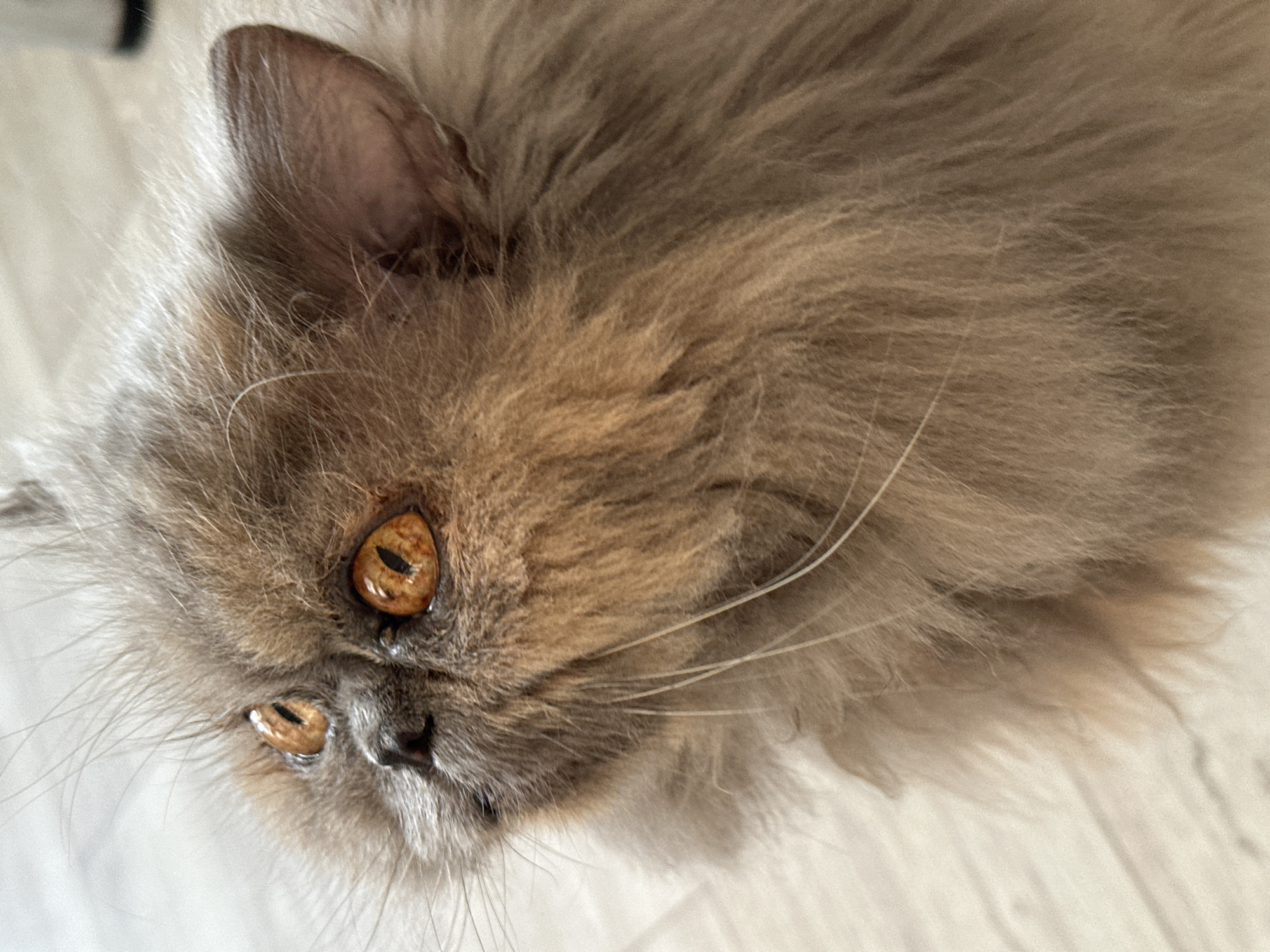 A close-up, upward-facing shot captures a fluffy Persian cat's head, with its amber eyes wide open, looking towards the upper left. The cat's fur is a mix of grey and tan, with long whiskers extending outward. The background consists of a light-colored, textured surface, possibly a floor or a blanket. The image is cropped to focus on the cat's face, with its ear visible on the right side. The lighting is soft, illuminating the cat's features. There is no information available to indicate the location of this image in Chaikovsky, Russia.