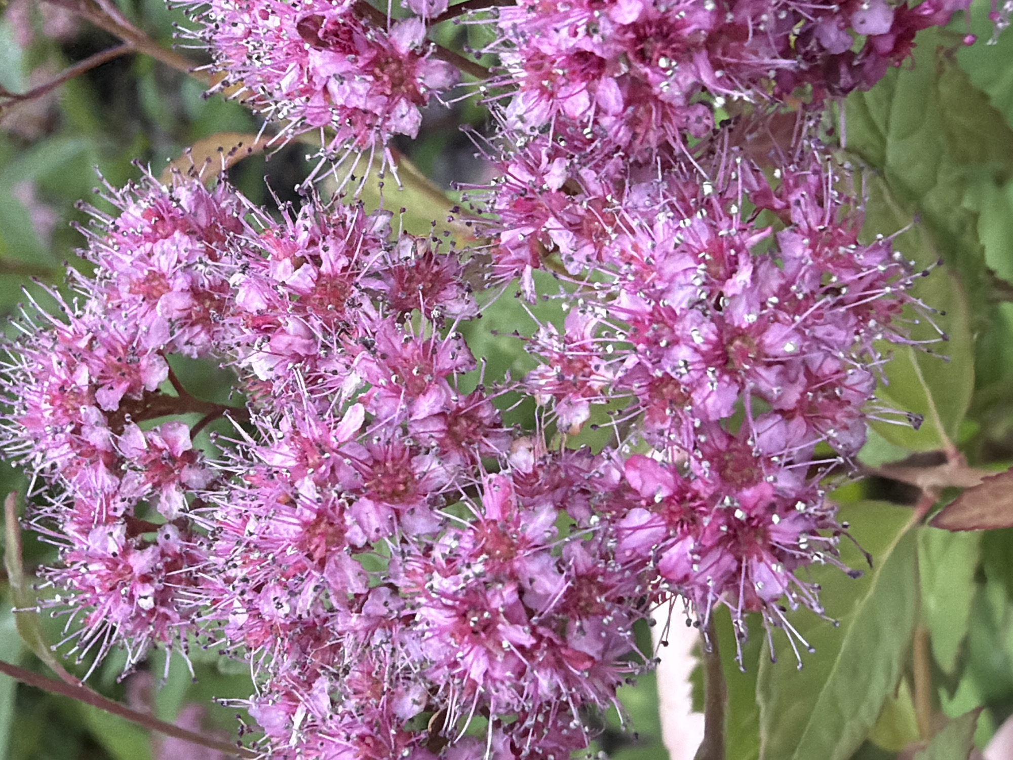 A cluster of small, bright pink flowers with prominent stamens are in sharp focus in the foreground. The flowers are grouped together in a dense inflorescence, with individual blossoms appearing star-shaped. The background consists of blurred green foliage and a few brown stems, suggesting an outdoor setting. The image is taken at close range, highlighting the intricate details of the floral structure.