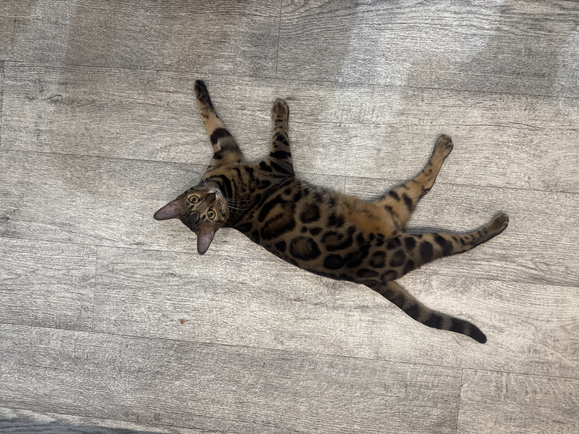 A Bengal cat is lying on its back on a light gray wooden floor. The cat has tan fur with distinctive dark spots and stripes. Its front paws are extended outwards, and its hind legs are splayed. The cat's head is turned towards the viewer, with bright yellow eyes and pointed ears. The lighting suggests an indoor environment.