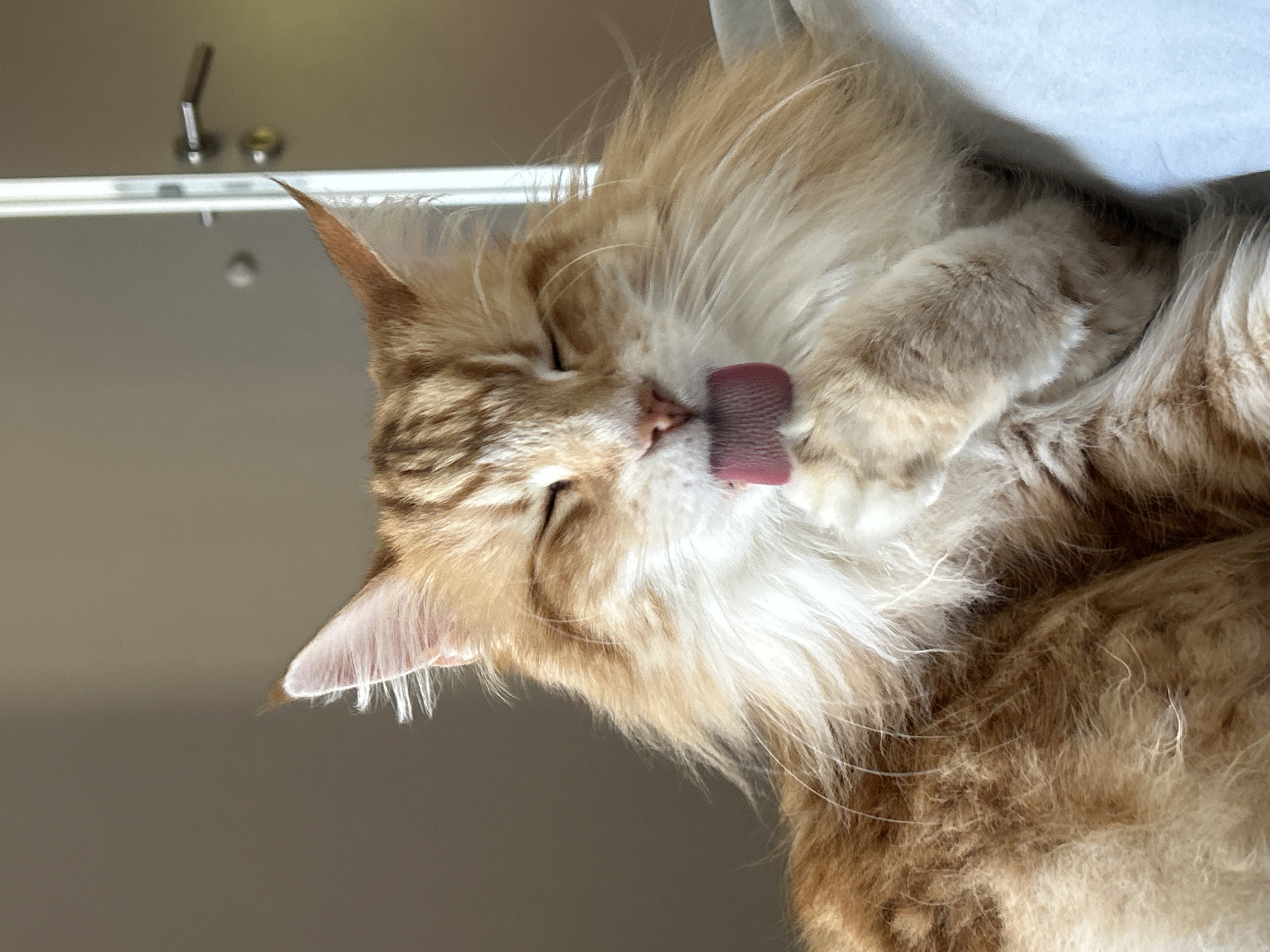 A close-up, eye-level shot depicts a ginger and white cat grooming itself. The cat is reclined, with its head turned slightly towards the left. Its eyes are closed, and its pink tongue is extended, licking its paw. The cat's fur is long and fluffy. In the background, a light-colored wall is visible. A metal fixture with what appears to be a hook and knob is attached to the wall. There is no indication of the location of the city of Strasbourg, France, in the image.
