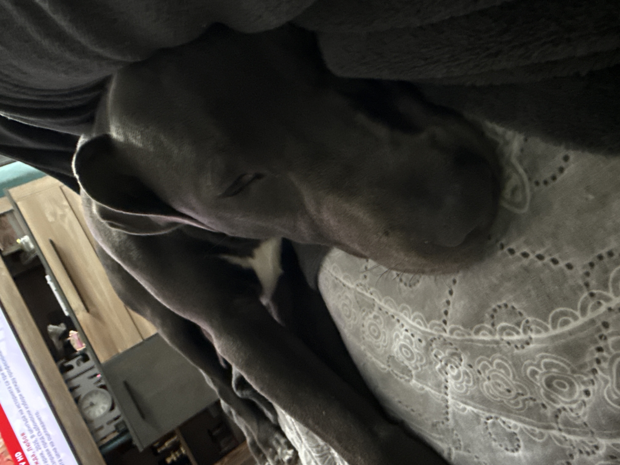 Here is a description of the image:
A close-up, slightly tilted shot depicts a gray/blue pit bull-type dog sleeping on a bed. The dog is nestled under a gray blanket with only its head and part of its chest visible. The dog's head is resting on a white patterned pillow. The dog has its eyes closed, and its ear is visible. The background contains a glimpse of a TV screen displaying text, and there is also a decorative "HOME" sign on a shelf.