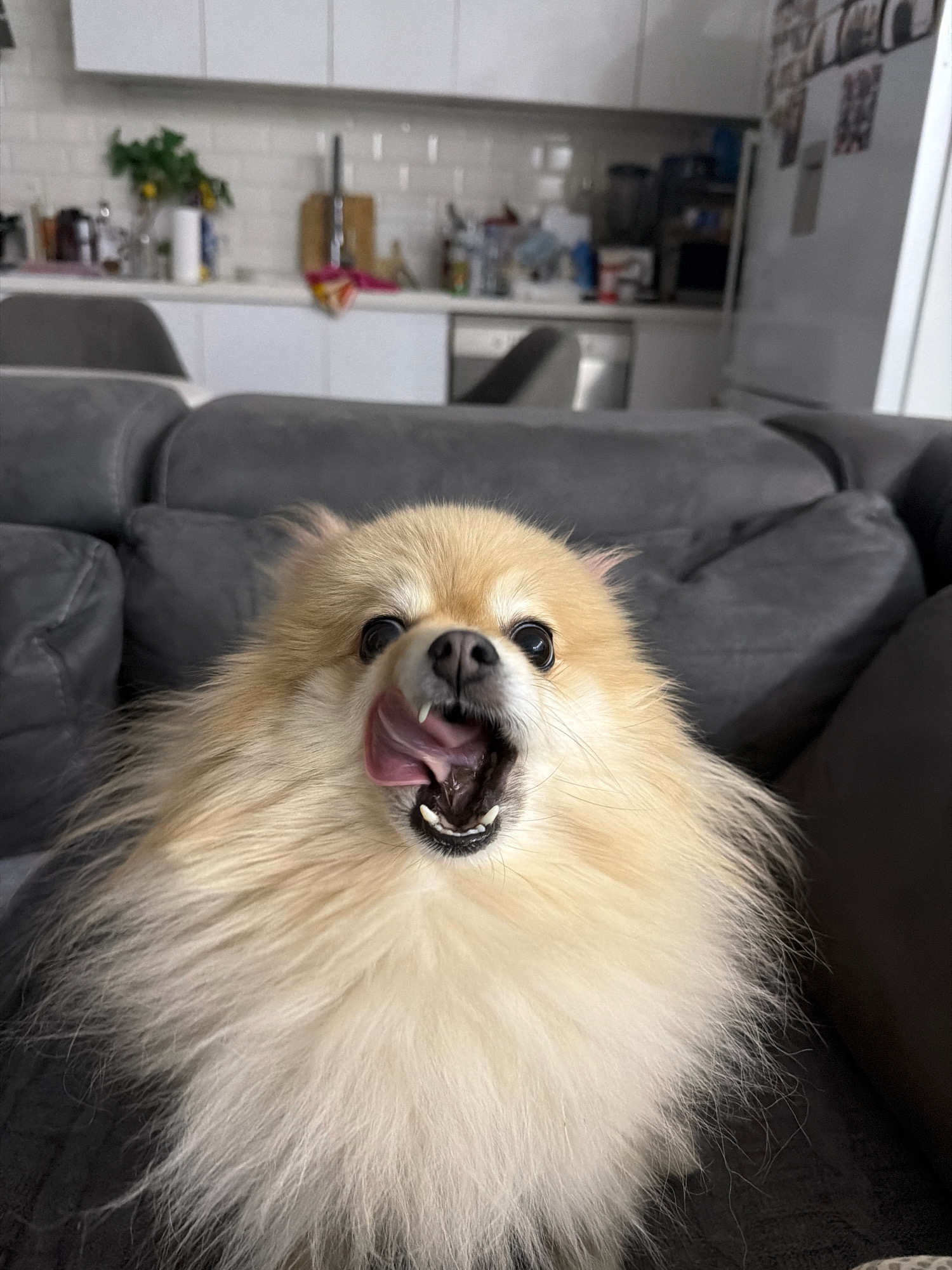 The image shows a close-up of a Pomeranian dog with its tongue out, sitting on a dark gray sofa. The dog has light brown and cream-colored fur. In the background, a kitchen area is visible with white cabinets, a white tiled backsplash, and various items on the countertops. The kitchen appears to be part of a residential apartment. There is no indication in the image that this location is in Tbilisi, Georgia.