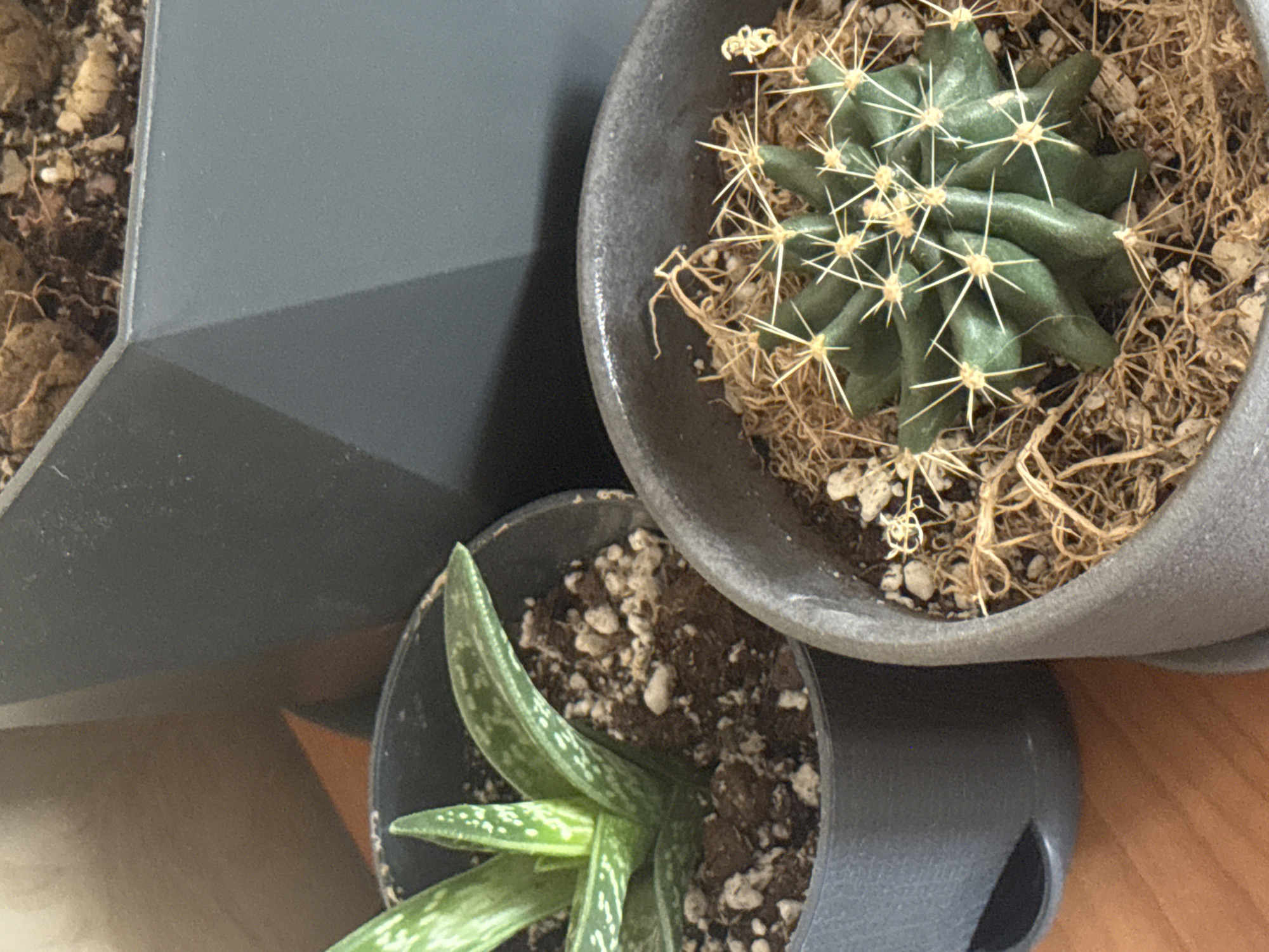 The image shows a close-up view of two potted succulents. On the left is a Gasteria plant in a dark gray pot. The plant has fleshy, lance-shaped leaves with white spots. On the right is a small, green cactus with sharp spines, planted in a light gray pot. The cactus is partially covered with a layer of brown, fibrous material. Both pots are sitting on a wooden surface, possibly a table or shelf. In the background, a portion of a large, angular, dark gray planter is visible, along with the edge of a terracotta-colored surface. The lighting suggests an indoor setting, possibly a windowsill. There are no people or animals present in the image. The scene is likely a still life arrangement of houseplants. There is no information available to determine the location within Moscow, Russia.