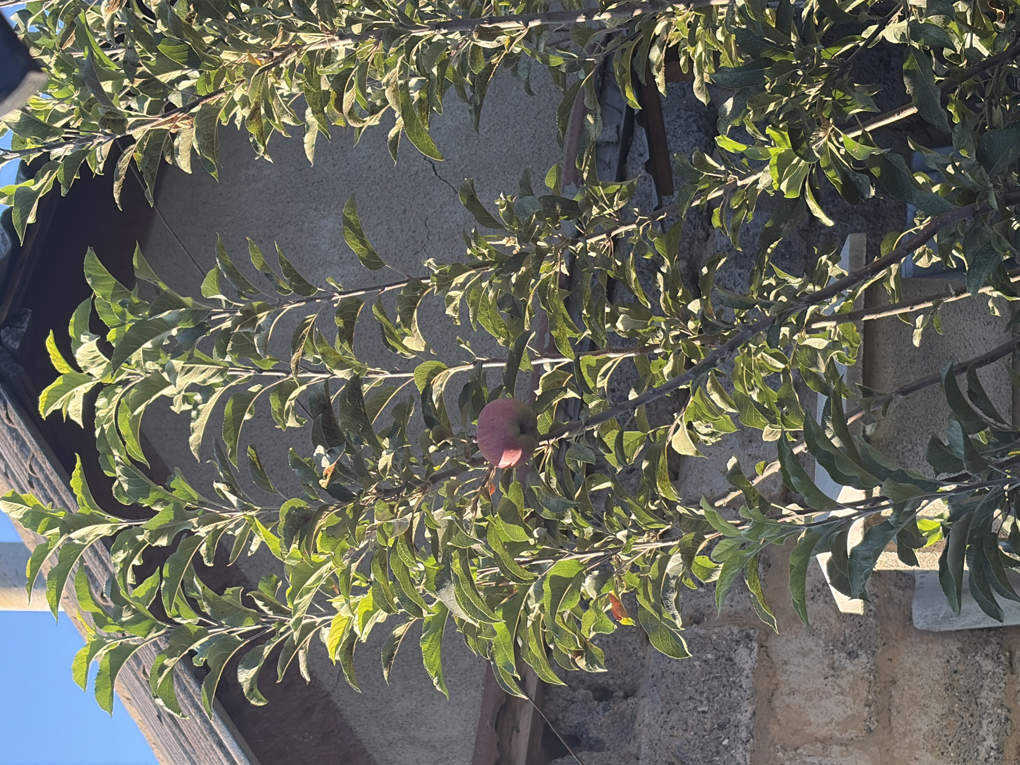 An apple hangs on a branch of a tree in front of a building. The apple is round and red. The tree has green leaves and brown branches. The building is made of concrete and has a brown roof. The sky is blue. The image was taken in the city of Oxentea, Moldova.
