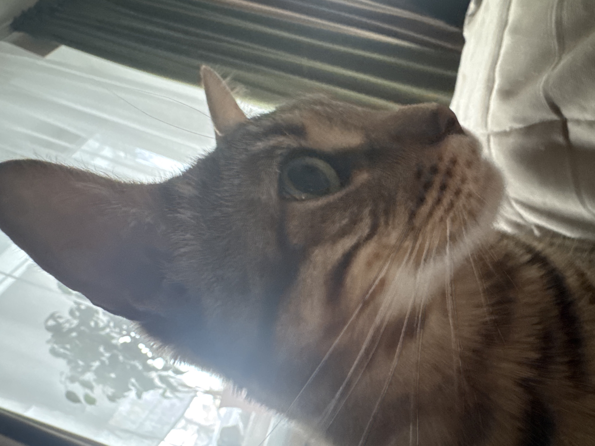 A close-up shot of a brown tabby cat is positioned near a window, likely indoors. Outside, there is some greenery visible. The cat's face is in focus, and the photo emphasizes the cat's eye and whiskers. The location in Votkinsk, Russia, cannot be determined from the available information.