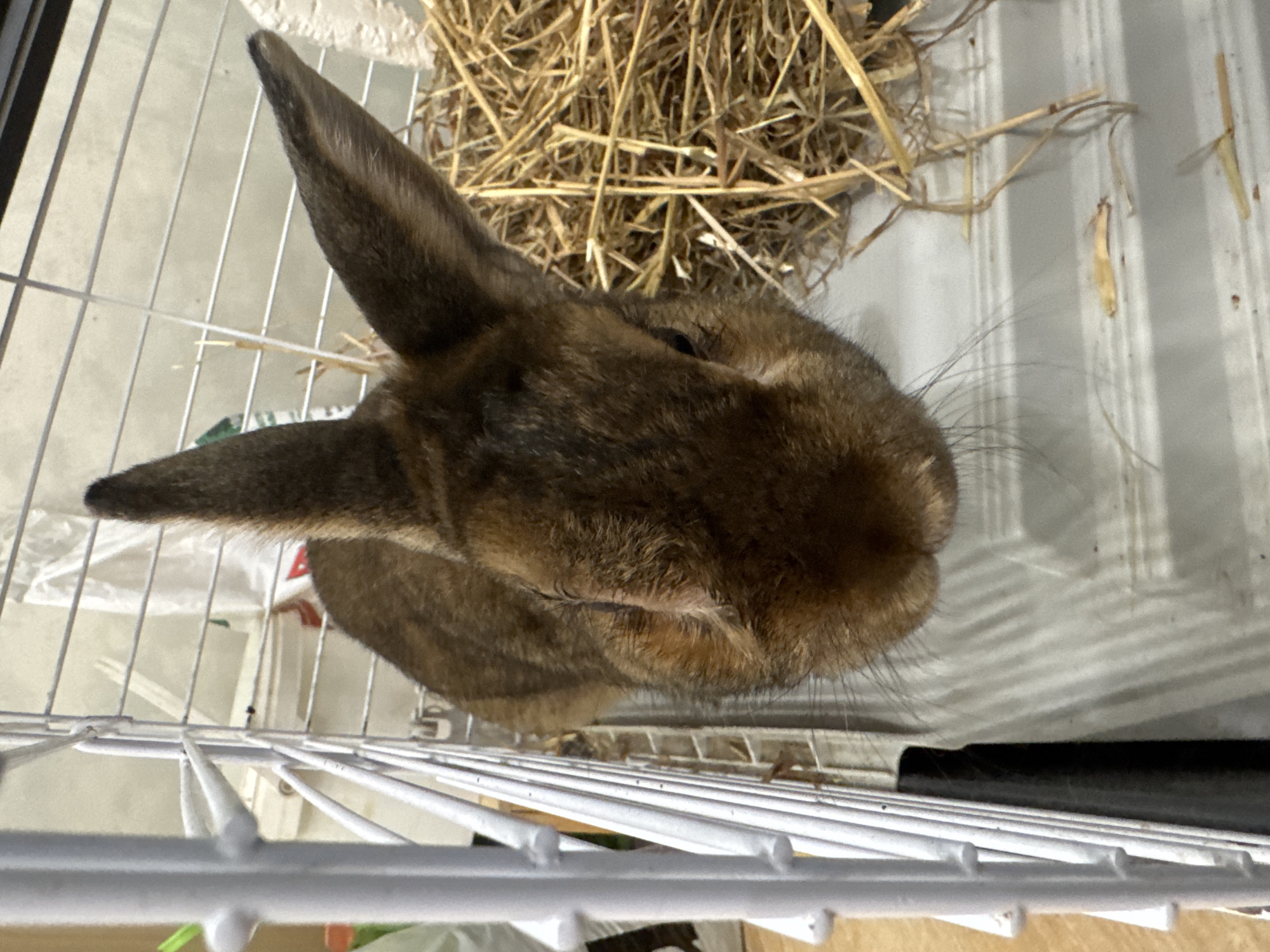 A brown rabbit is in a cage with straw on the right. The cage is made of white bars and has a white plastic base with gray lines. The rabbit's head is in the foreground, and its ears are pointed upwards. The background is blurry and shows some white objects. The image appears to be taken indoors. No specific location in Solikamsk, Russia, can be determined from the image.