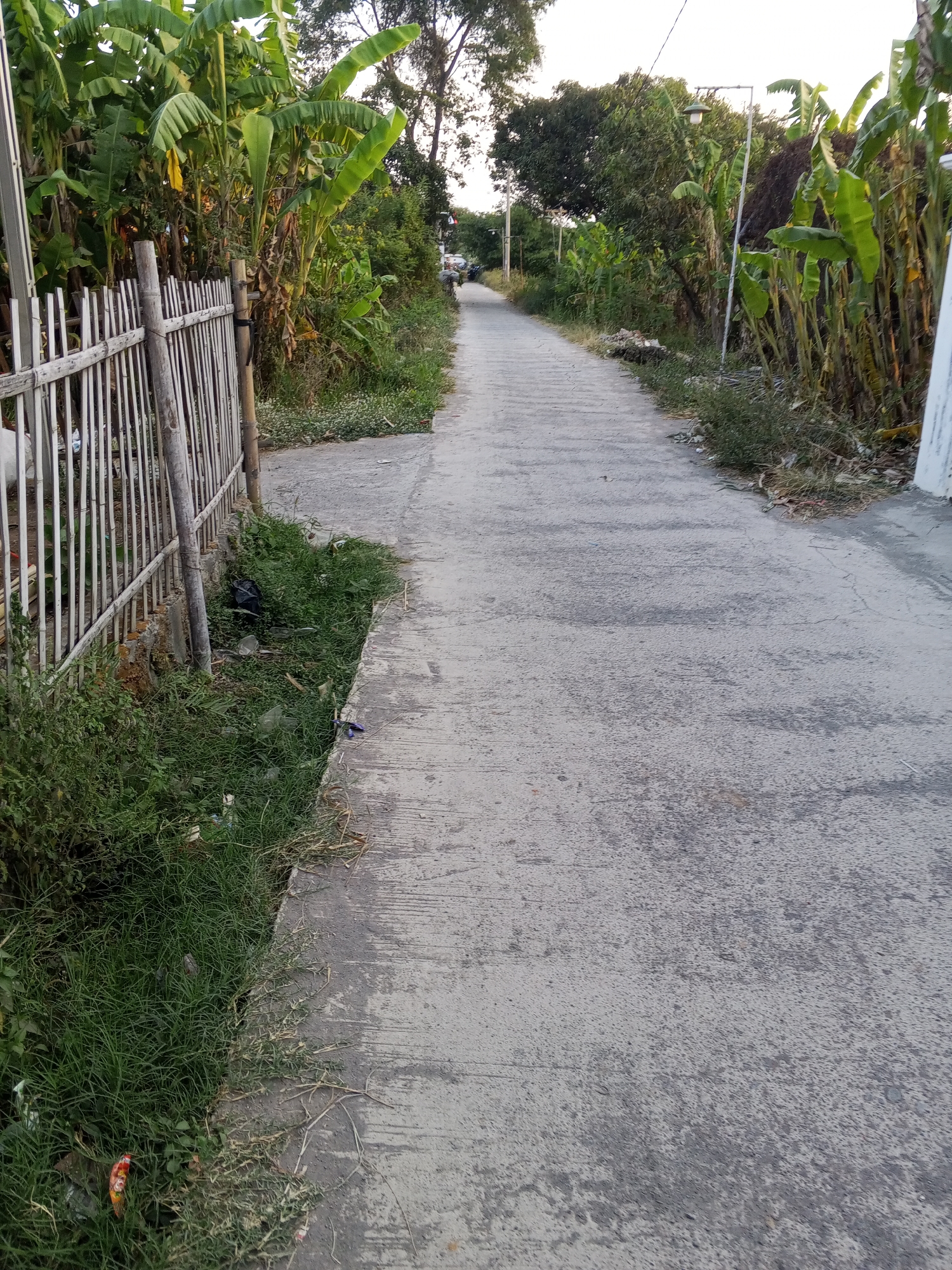 A paved road in Gebang, Indonesia, stretches into the distance, flanked by lush vegetation and a white metal fence. Banana trees are prominent on the left side of the road, their large leaves creating a dense canopy. A bamboo fence, with white-painted vertical slats, runs along the left edge of the road, partially obscured by grass and some debris. On the right side of the road, more banana trees and various green plants grow, with a streetlamp visible further down. The road surface is concrete, showing signs of wear with visible cracks and patches. The sky is overcast, suggesting either early morning or late afternoon. No people are clearly visible on the road or in the immediate surroundings, though a distant vehicle can be seen. The overall scene depicts a rural or suburban environment within Gebang.