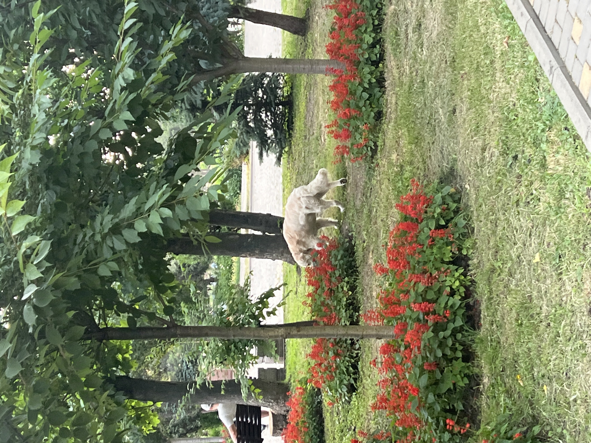 A light-colored dog with shaggy fur is standing in a grassy park area, surrounded by trees and a row of red flowers. The dog is facing away from the camera, with its head down as if sniffing the ground. In the background, a person wearing a white hat and shirt is sitting on a park bench. The scene appears to be a park with well-maintained greenery and a paved walkway visible at the top right. The lighting suggests it is daytime, with dappled sunlight filtering through the trees. The overall atmosphere seems calm and serene. The location is identified as Odesa, Ukraine.