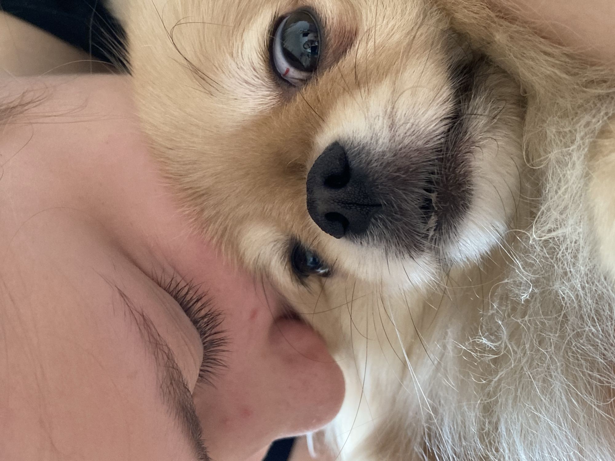 A close-up photograph shows a light-skinned person's face with dark eyebrows and eyelashes juxtaposed against the face of a light brown, fluffy dog. The dog's face is dominated by a large, black nose and dark eyes. The person's nose is adjacent to the dog's face. The location is Unknown, Unknown.