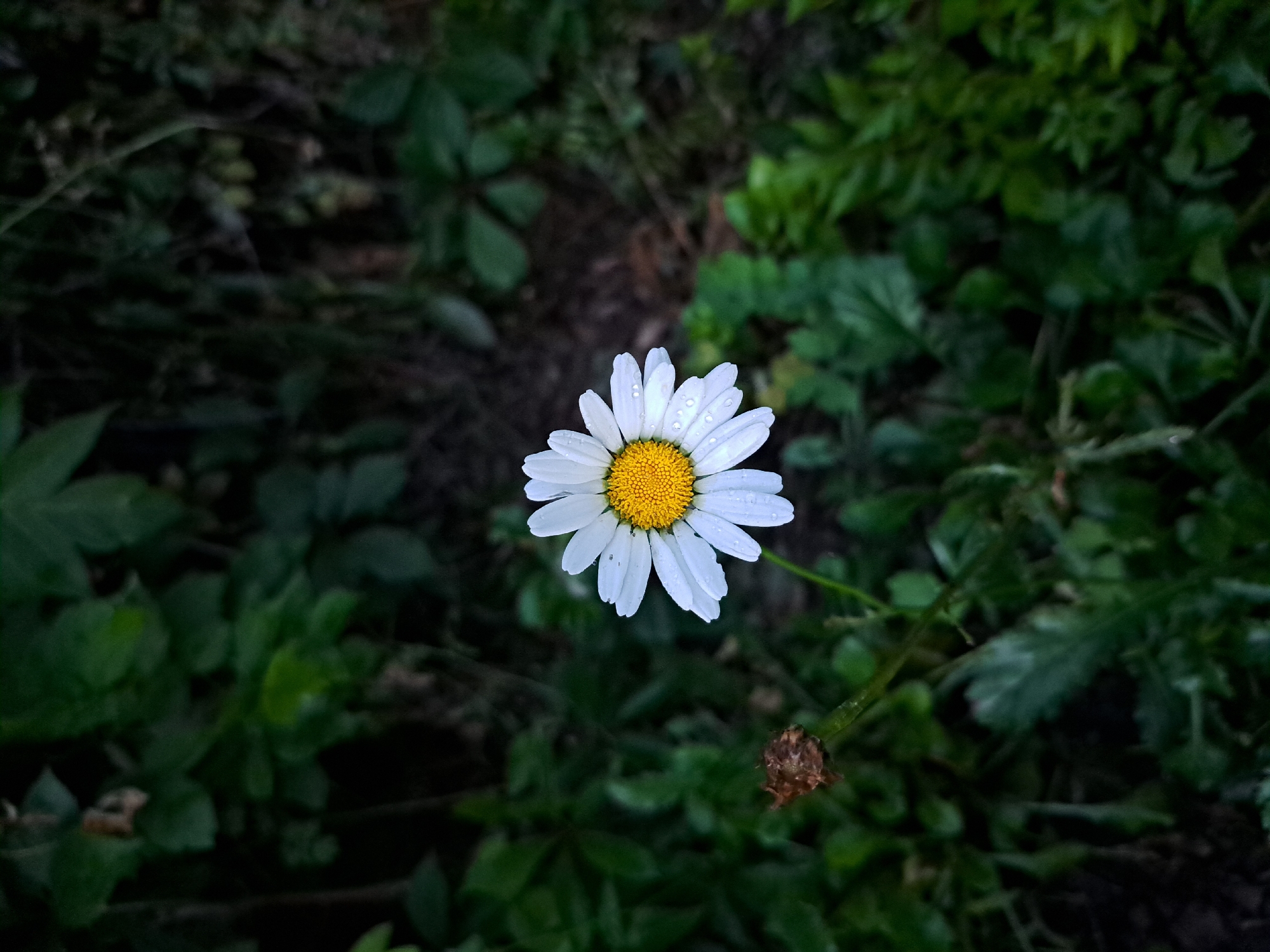 A single daisy with white petals and a yellow center, speckled with water droplets, is in focus against a dark, leafy background. The daisy is positioned slightly to the right of the frame's center. To the left of the daisy, a dried, brown seed head is visible on a thin stem. The surrounding foliage is lush and green, with some areas appearing darker and out of focus. There is no indication of human presence or activity. The setting appears to be a natural outdoor environment, possibly a garden or wild growth. The image does not provide any information that would allow for its placement in the city of Черницк, Russia.