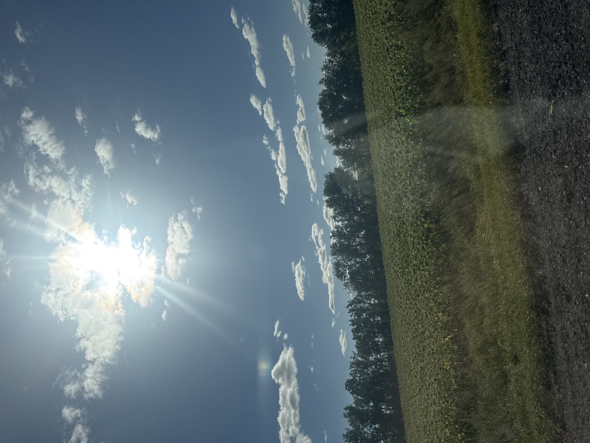 The image depicts a vast sunflower field stretching towards a line of trees under a bright, partly cloudy sky. The sun is high and prominent, casting sunbeams and creating a lens flare effect. The field is dense with green sunflower plants, some showing faint yellow blooms. In the foreground, there is a patch of tall, dry grass and a strip of dark, tilled soil. The scene appears to be in a rural area. No people or animals are visible.