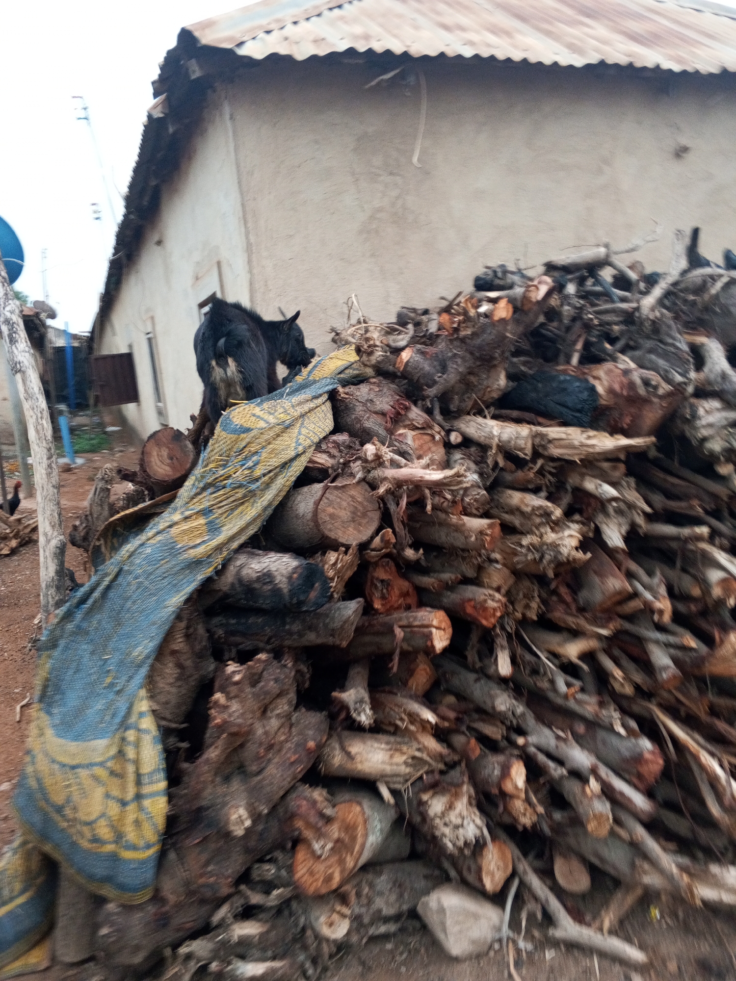 The image depicts a large pile of firewood in front of a building with a corrugated metal roof. A black goat stands atop the woodpile, partially covered by a blue and yellow patterned cloth. The location is likely Abuja, Nigeria. The environment includes a dirt ground and a few visible structures in the background. A chicken is visible on the left side of the frame.