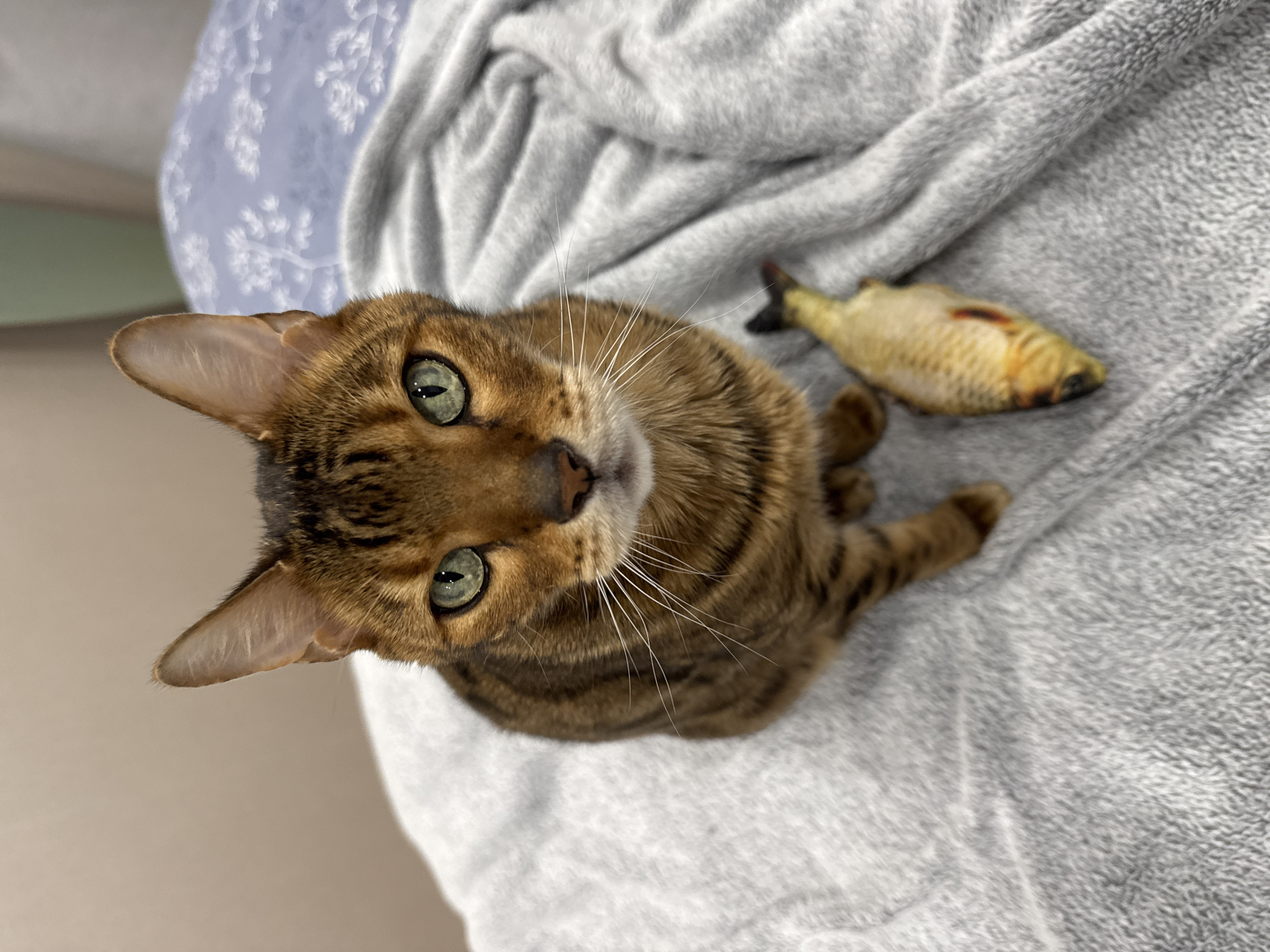 A brown and black tabby cat with striking green eyes is the central subject of the image, looking directly upwards towards the camera with a curious and attentive expression. The cat is positioned on a soft, gray, textured blanket or bedding, with its head slightly tilted and prominent white whiskers fanning out. To the cat's right, a realistic-looking cat toy shaped like a fish, featuring yellow, brown, and reddish markings, rests on the blanket.
In the upper left background, behind the cat, is a light blue fabric adorned with a subtle white floral or leafy pattern, possibly a pillowcase or another piece of bedding. A plain light beige or off-white surface, likely a wall or furniture, is visible to the immediate left of the cat. The scene suggests an indoor setting, likely on a bed or sofa. The lighting is soft and even, emphasizing the cat's features. There is no visible text in the image.