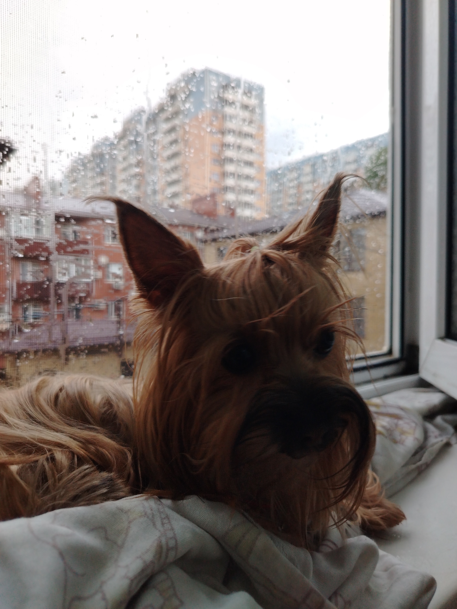 An indoor medium shot captures a small, light brown dog with fluffy fur and perky ears resting on a white, patterned blanket. The dog's head is tilted slightly, and its dark eyes are visible. Behind the dog, a window shows a rainy cityscape with blurred apartment buildings. The scene suggests a domestic setting in Krasnodar, Russia, where it is raining outside.