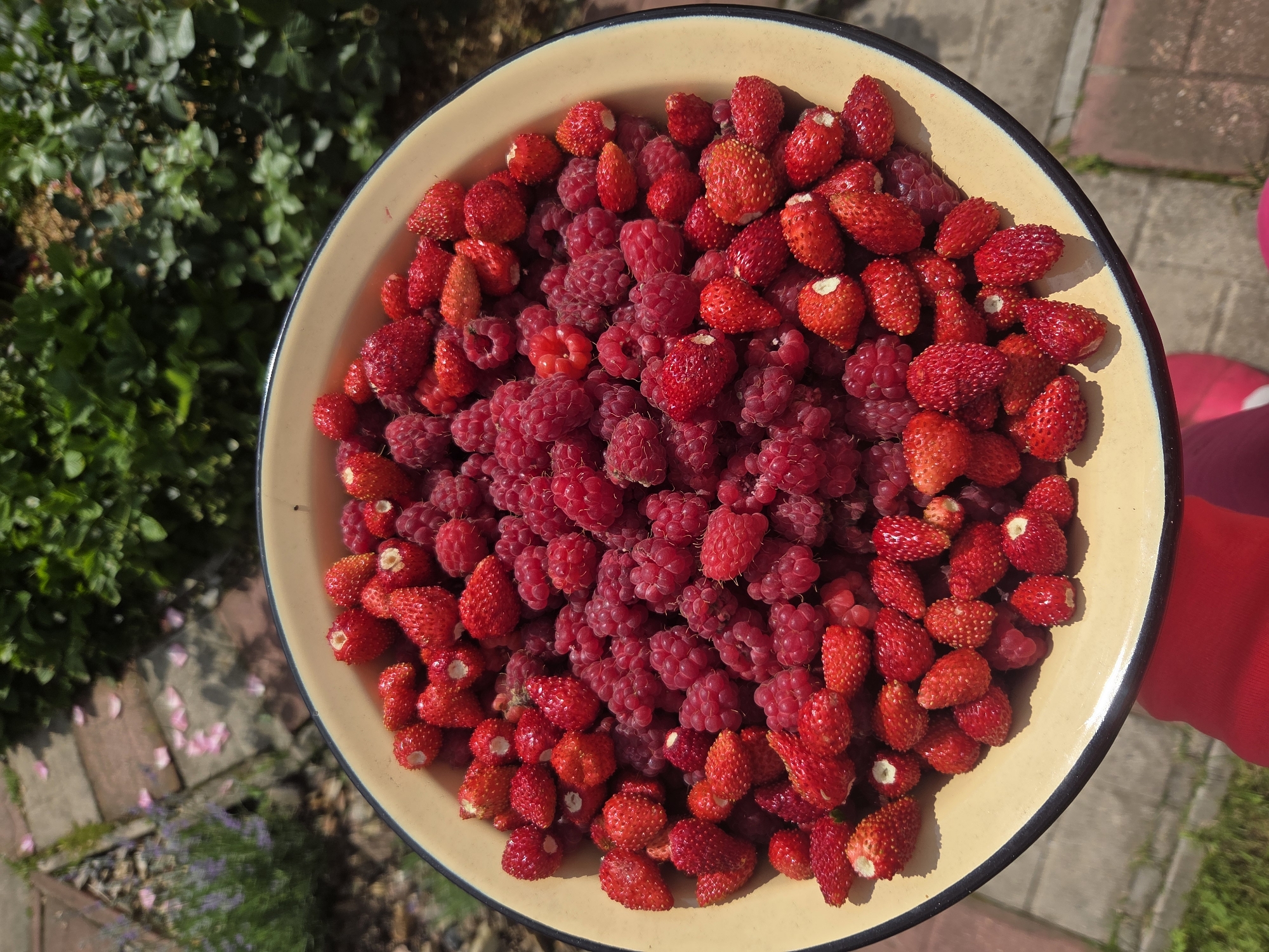 In a close-up, overhead shot, a metal bowl filled with freshly picked raspberries and wild strawberries sits on a stone path in the garden of a dacha in Voskhod SNT, Frolovo, Russia. The bowl, a pale yellow with a dark rim, overflows with the vibrant red and deep pink berries, creating a visually appealing mix of textures and colors. The background is a blur of lush green foliage and hints of pink petals scattered on the ground, suggesting a warm, sunny day outdoors. The focus is entirely on the bounty of fruit, hinting at a recent harvest and the simple pleasures of nature.