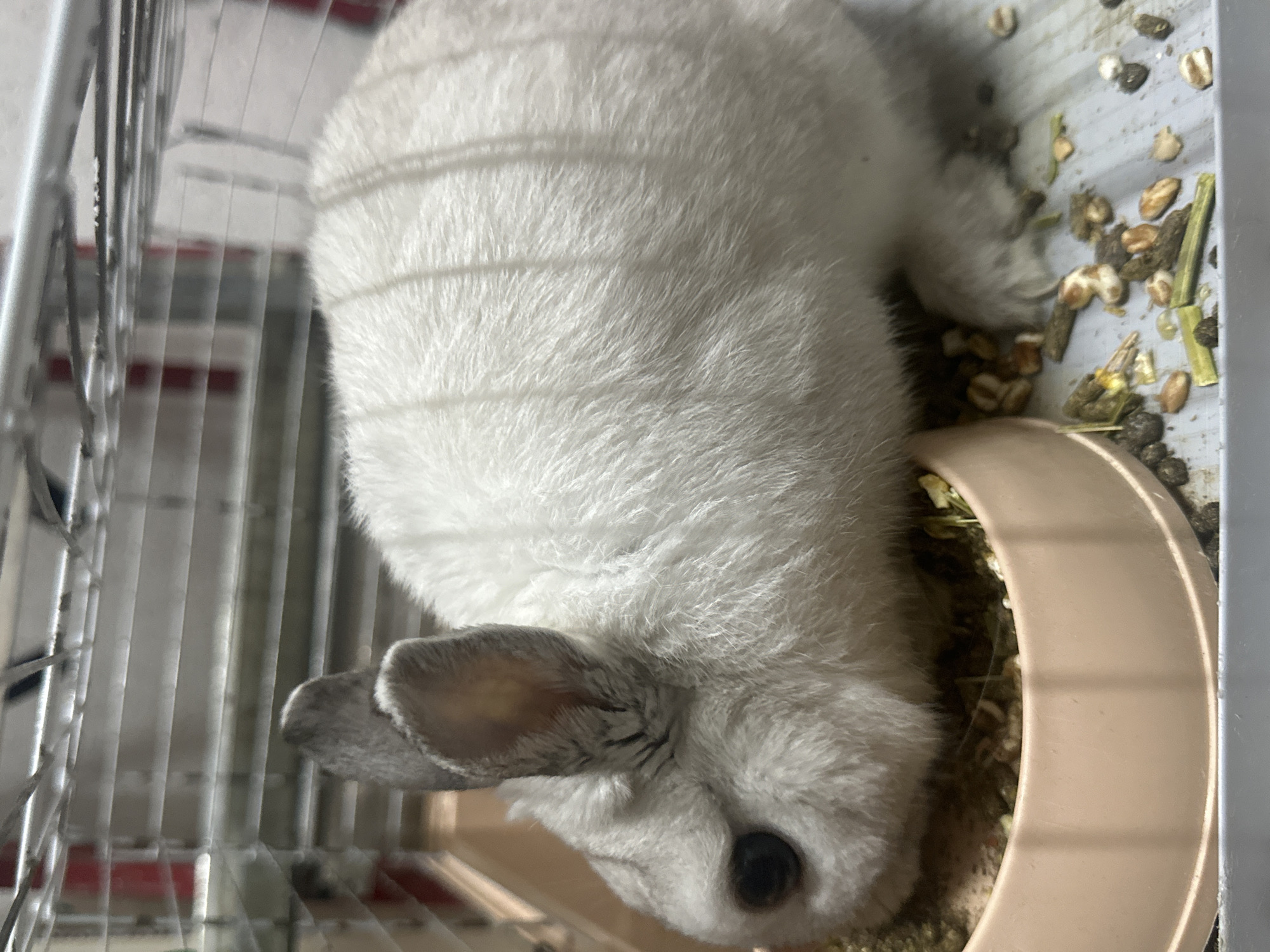 A white chinchilla is inside a wire cage. The chinchilla is bent over a beige food bowl filled with food. Droppings and scattered food are visible on the cage floor. The location is unknown.