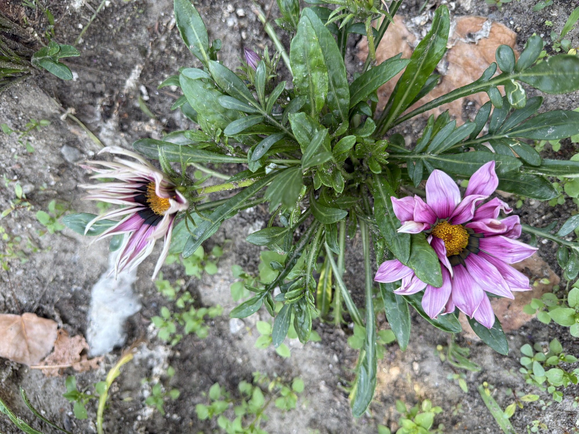 The image shows a close-up, overhead view of two Gazania flowers with pink and white petals and yellow centers, growing in a patch of dirt with sparse green vegetation. One flower is fully open, while the other is partially closed. The ground is dry and sandy, with a few fallen leaves and some white fluffy material, possibly cotton or plant down, near a dry leaf. The scene appears to be outdoors, likely in a garden or unkempt urban area. There are no people or animals visible in the image. The lighting suggests it is daytime, with the sun casting a soft light. The overall impression is one of natural growth in a somewhat neglected environment.