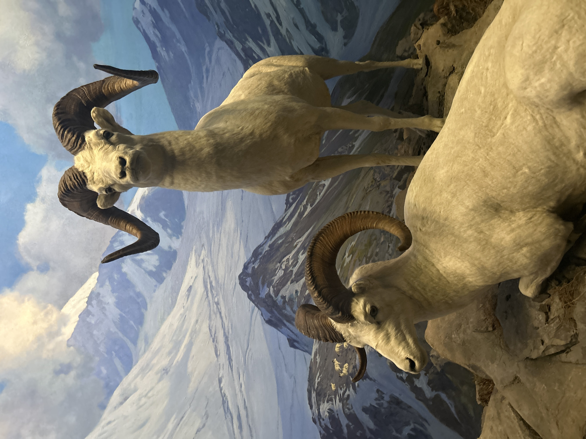 The image displays a museum diorama featuring two taxidermied Dall sheep (Ovis dalli) set against a painted mountainous backdrop. The primary subject is a large, white-coated sheep with prominent, deeply curled brown horns, positioned in the upper left portion of the frame. It stands with its body angled slightly away, but its head is turned towards the viewer, making eye contact.
A second, similar white sheep is partially visible on the right side of the frame, positioned on a lower, rocky elevation. Its head, also adorned with large, curved horns, is slightly lowered. Both animals are depicted in naturalistic poses on rocky, earthy terrain, which is part of the diorama's foreground.
The background is a detailed mural illustrating a vast, snowy mountain range under a clear blue sky with some scattered white clouds. The painted landscape includes distant peaks and snow-covered slopes, effectively mimicking an alpine or subarctic environment, which is the natural habitat for Dall sheep. Subtle details within the painted background suggest other sheep-like figures in the distance, enhancing the depth and realism of the scene.
No specific activity or event is taking place beyond the static display of the animals in their simulated environment. The notable details include the realistic texture of the sheep's fur and horns, the intricate painting of the mountainous backdrop suggesting a bright, cold day, and the overall composition creating a vivid habitat diorama. No people or visible text appear in the image. Given the provided location context, this is an exhibit likely found in a natural history museum in New York, USA.